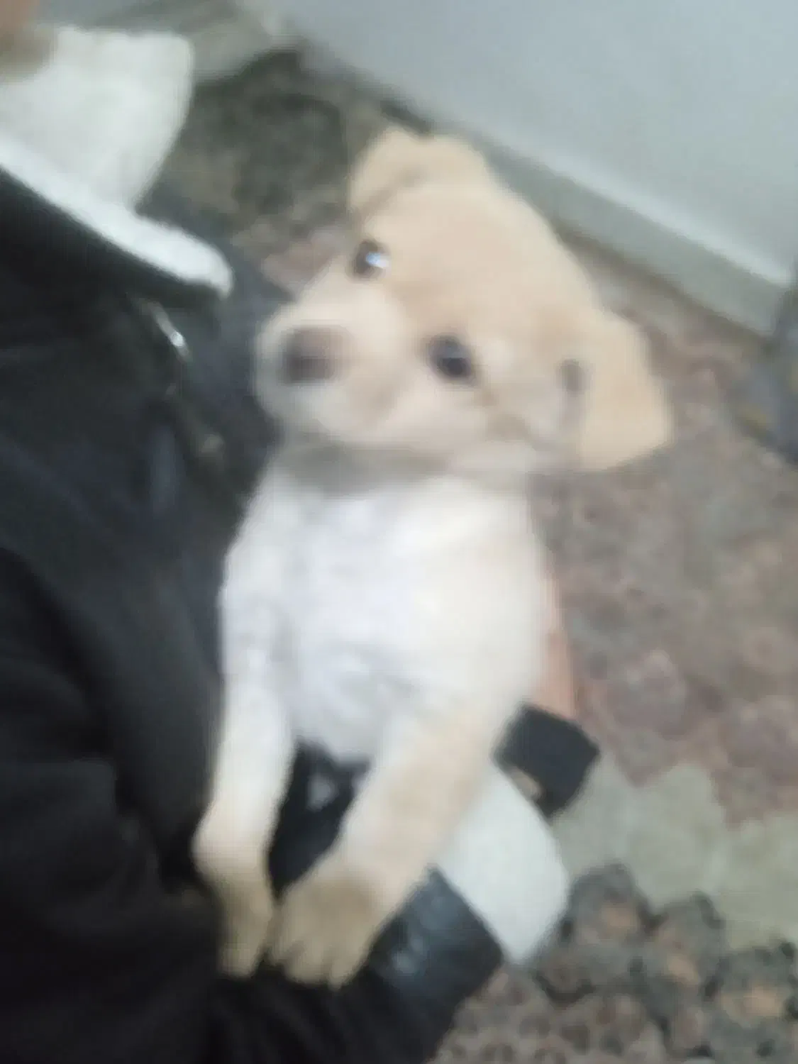 سگ باهوش زرنگ فرز بازیگوش|سگ|ری, حمزهآباد|دیوار