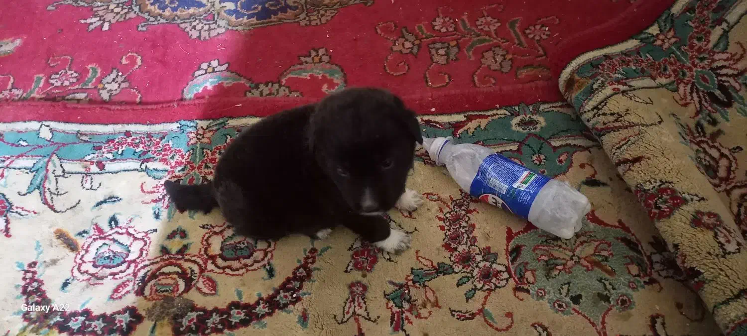 سگ پاکوتاه ۴ عددفروشی|سگ|تاکستان, |دیوار