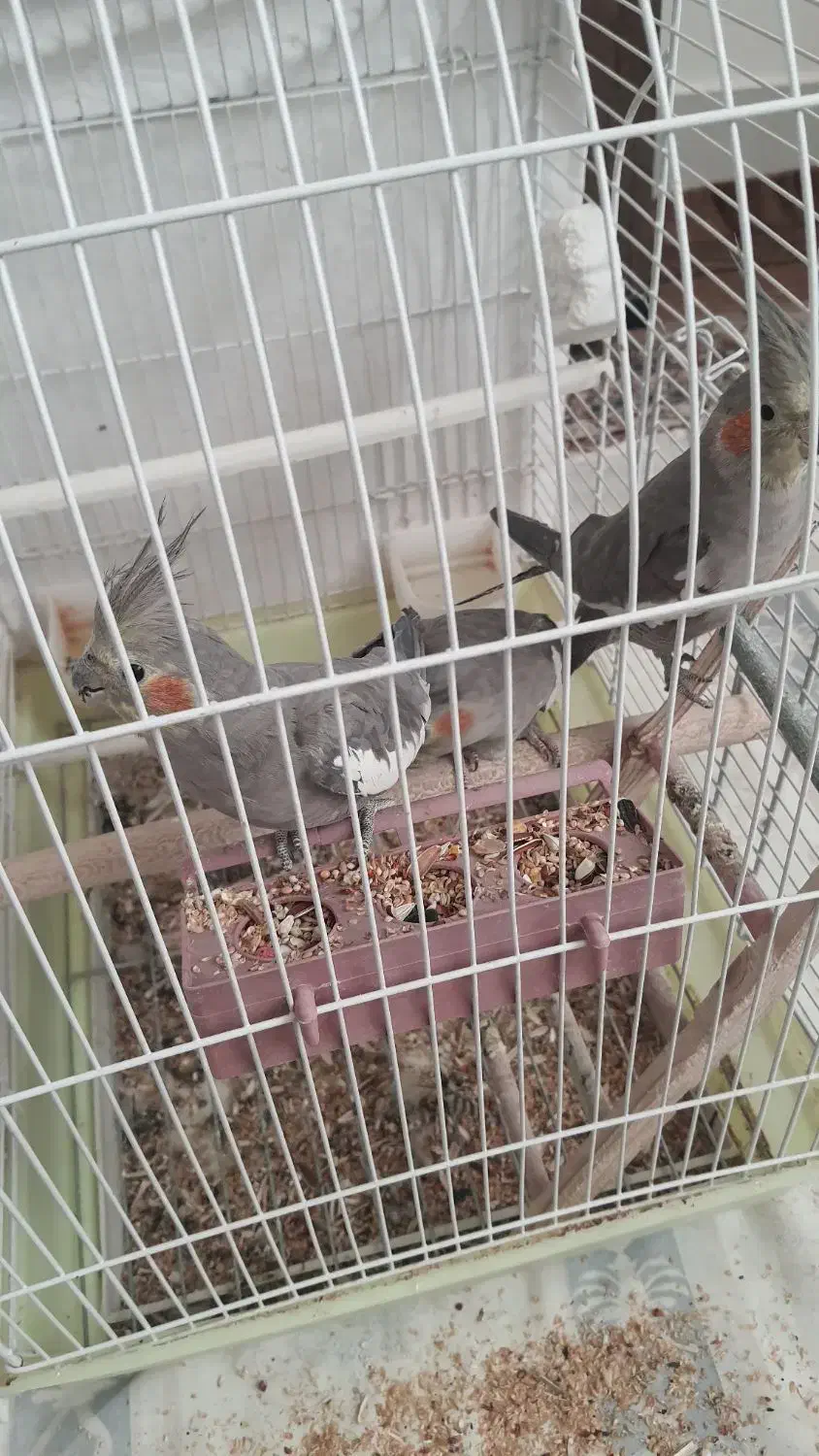 ۳ عدد عروس هلندی طوسی|پرنده|خمینیشهر, |دیوار