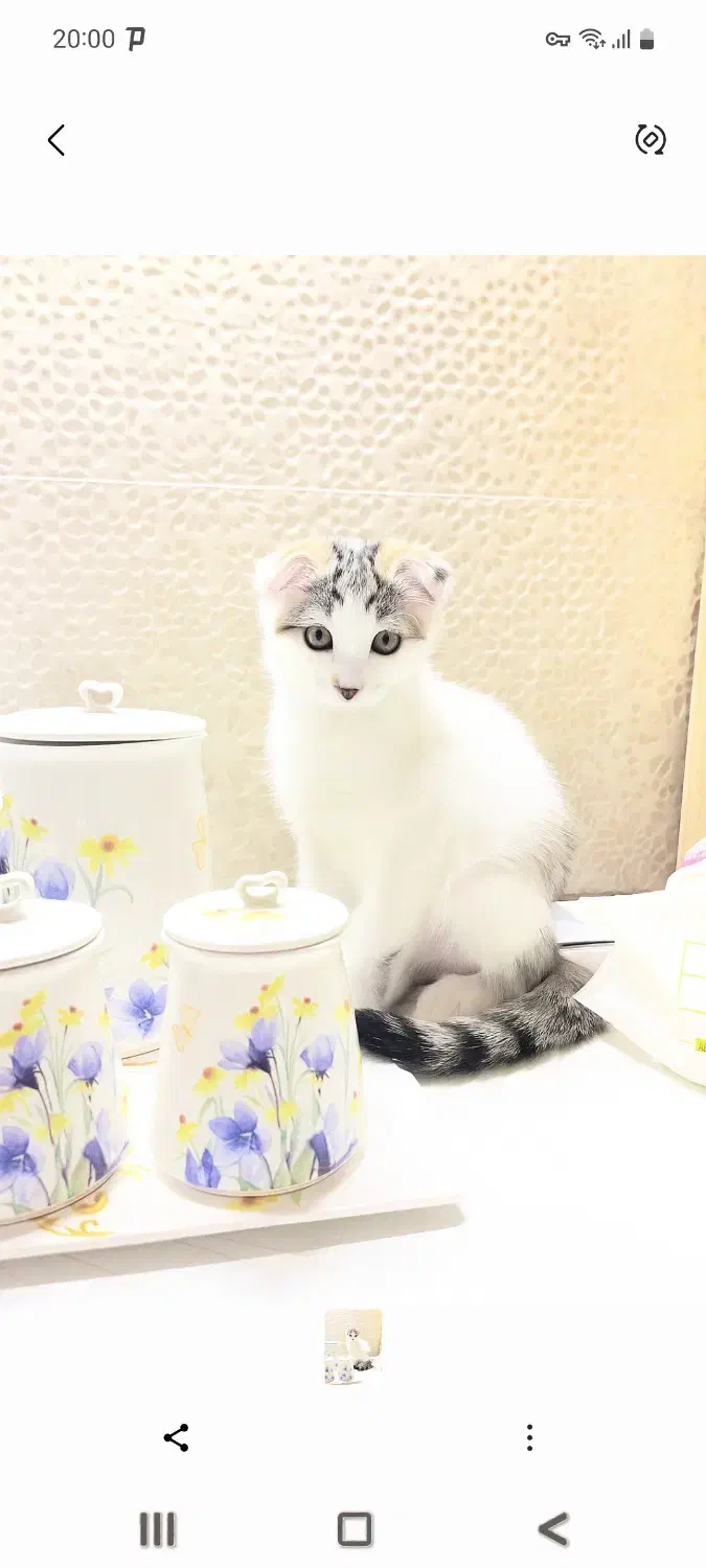 گربه اسکاتیش دی اس اچ|گربه|زنجان, |دیوار