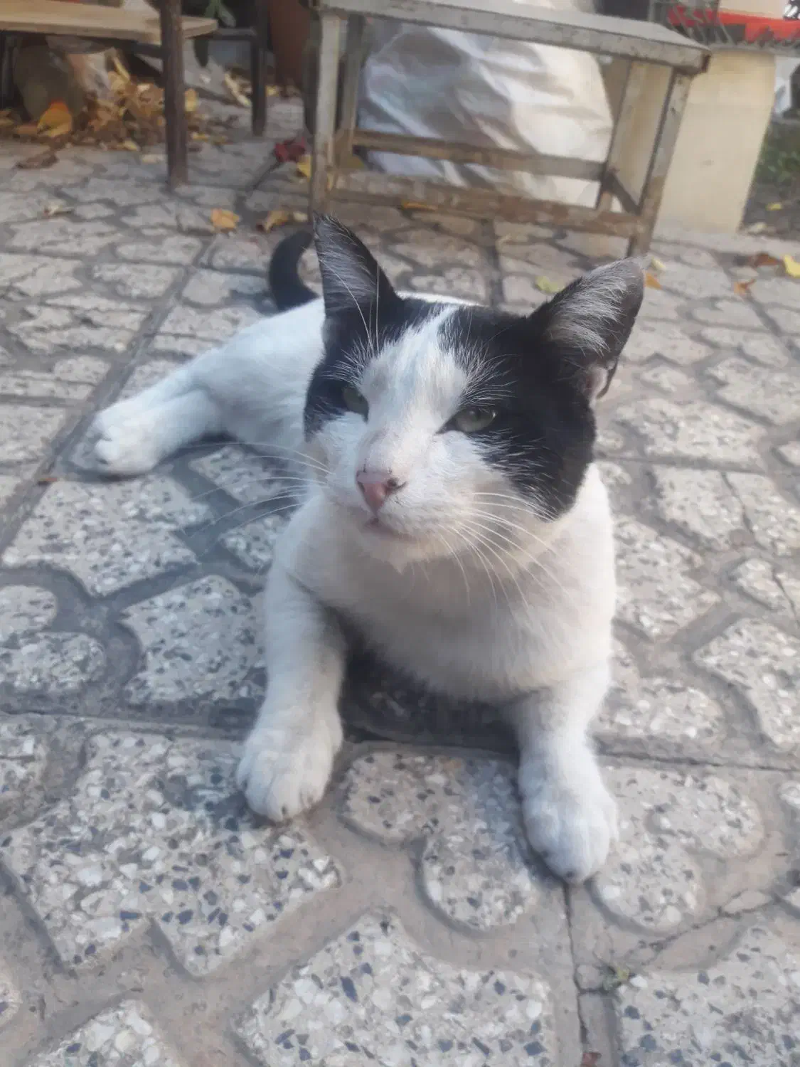 گربه خانگی برای فروش|گربه|خوی, |دیوار