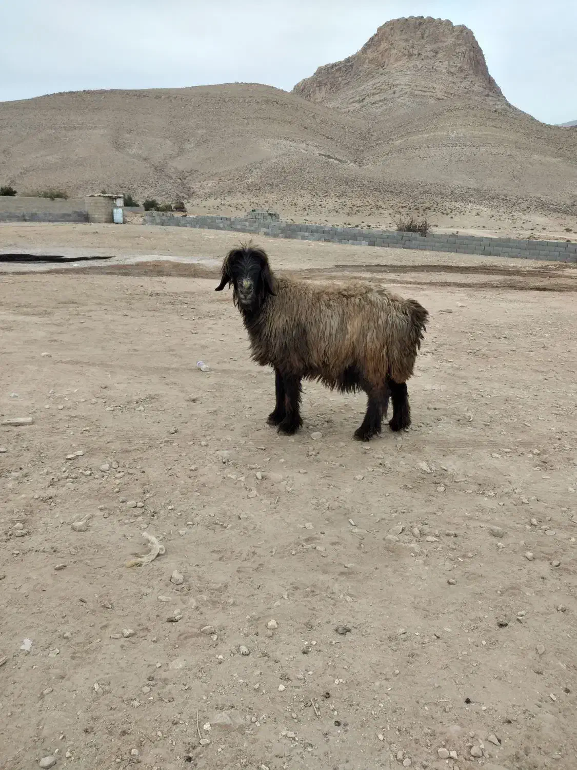 میش دوبر بختیاری|حیوانات مزرعه|شیراز, محمدیه|دیوار