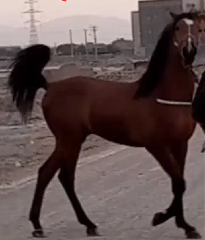 اسب|اسب و تجهیزات اسب‌سواری|شهرکرد, |دیوار