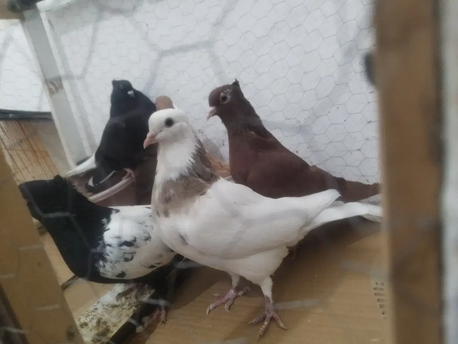 پنج تا ماده جوان رنگی|پرنده|بجنورد, |دیوار