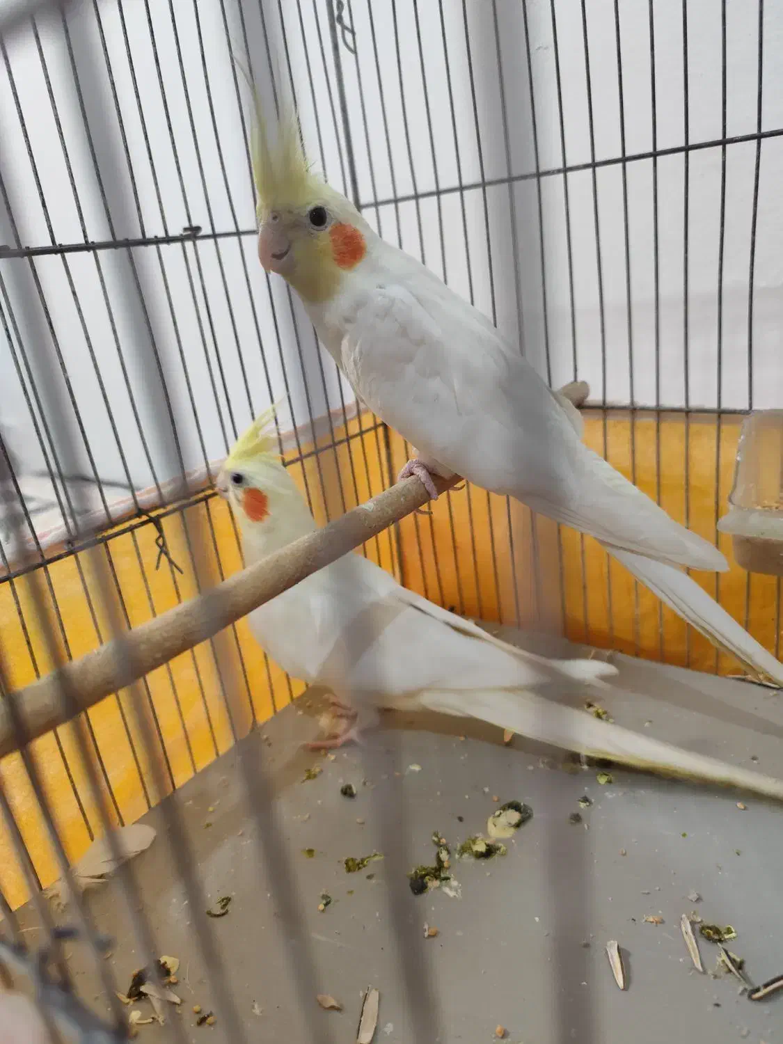 جفت عروس هلندی|پرنده|سیرجان, |دیوار