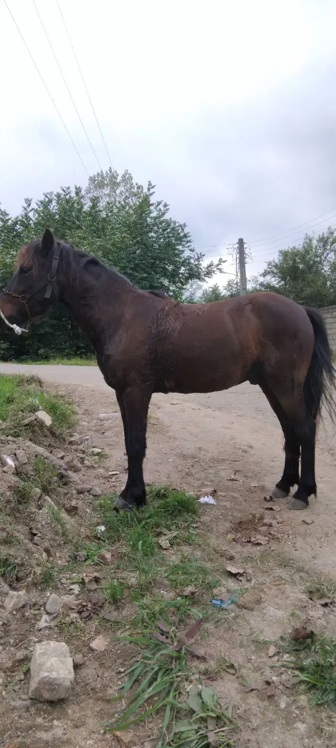 اسب کهر اخته یرنگ سال6|اسب و تجهیزات اسبسواری|لنگرود, |دیوار