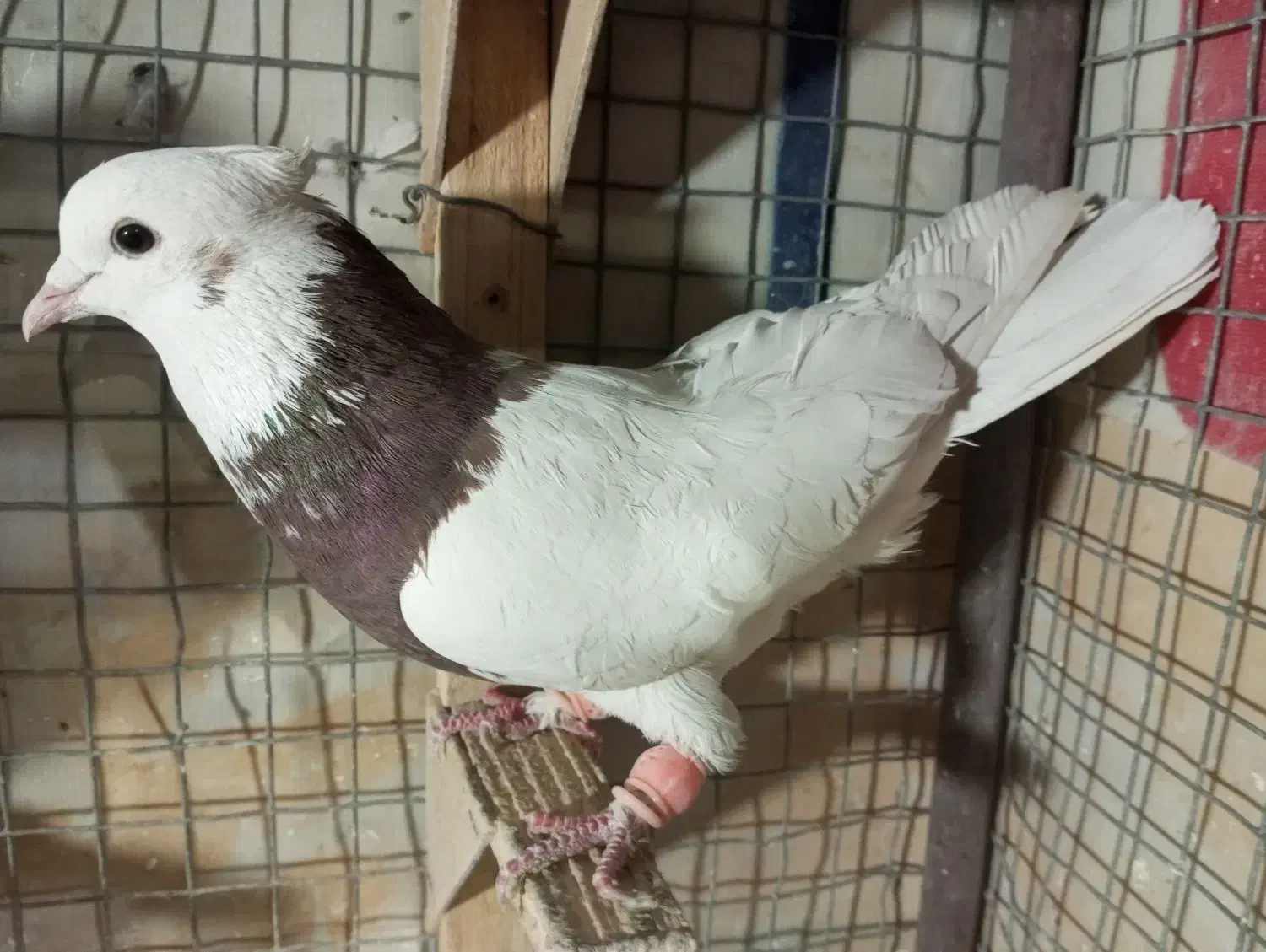 طوق سرخ نر|پرنده|شیراز, شیخ علی چوپان|دیوار