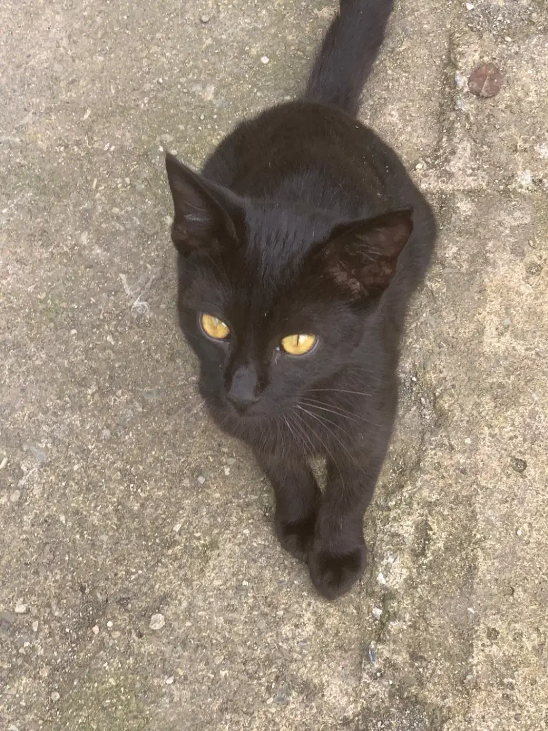 واگذاری بچه گربه مشکی|گربه|پره‌سر, |دیوار