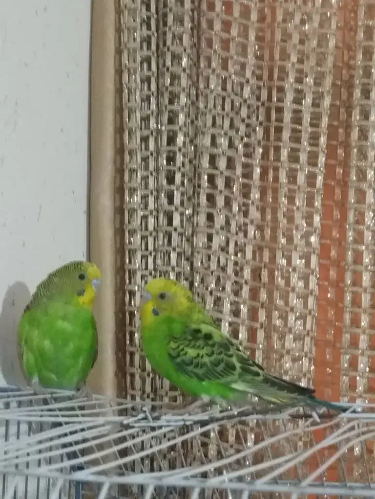 یک جفت مرغ عشق نر جفتش 350تومن|پرنده|امیدیه, |دیوار