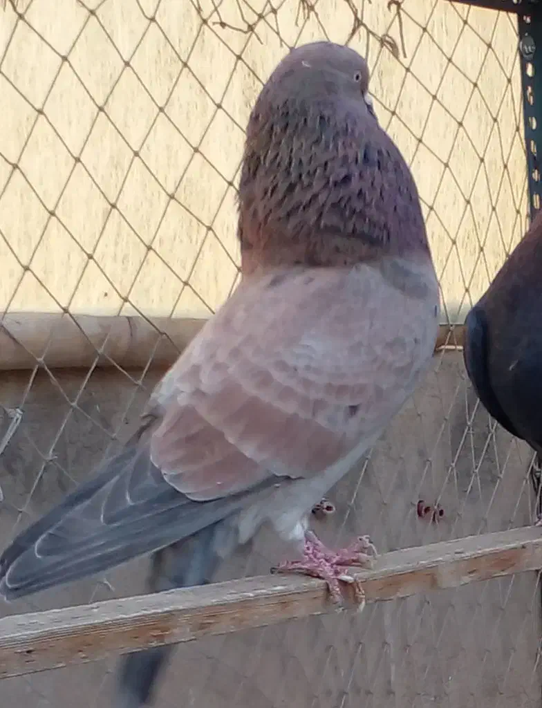 یک طوق کفتر سرور نر|پرنده|تهران, هلال احمر|دیوار