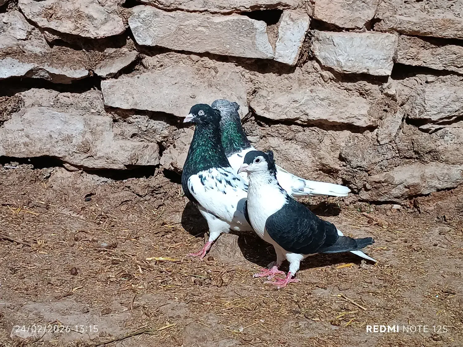 کفتر|پرنده|چناران, |دیوار