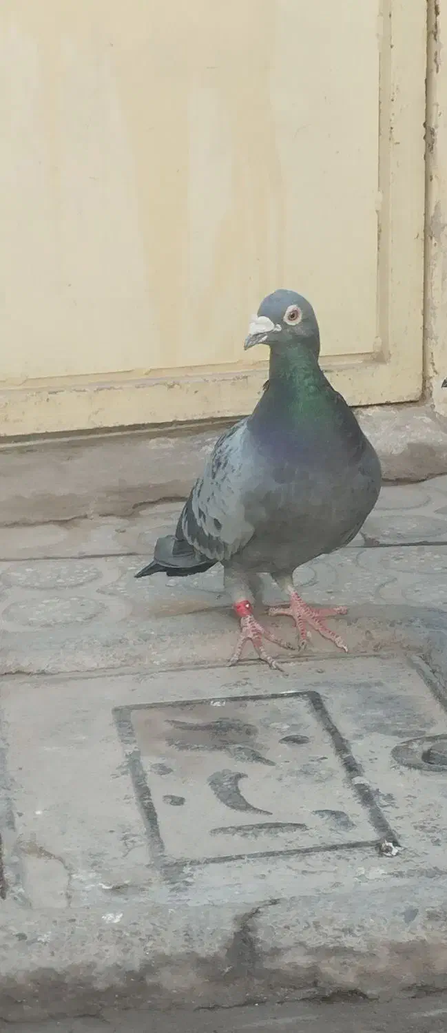 کبوتر|پرنده|حمیدیا, |دیوار