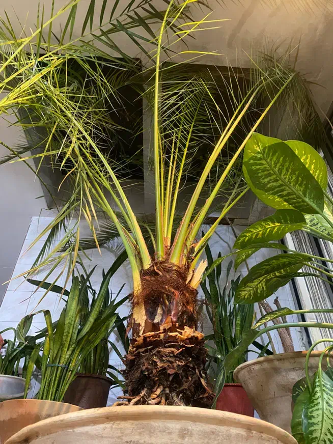 نخل فونیکس|گل و گیاه طبیعی|هشتگرد, گلسار|دیوار