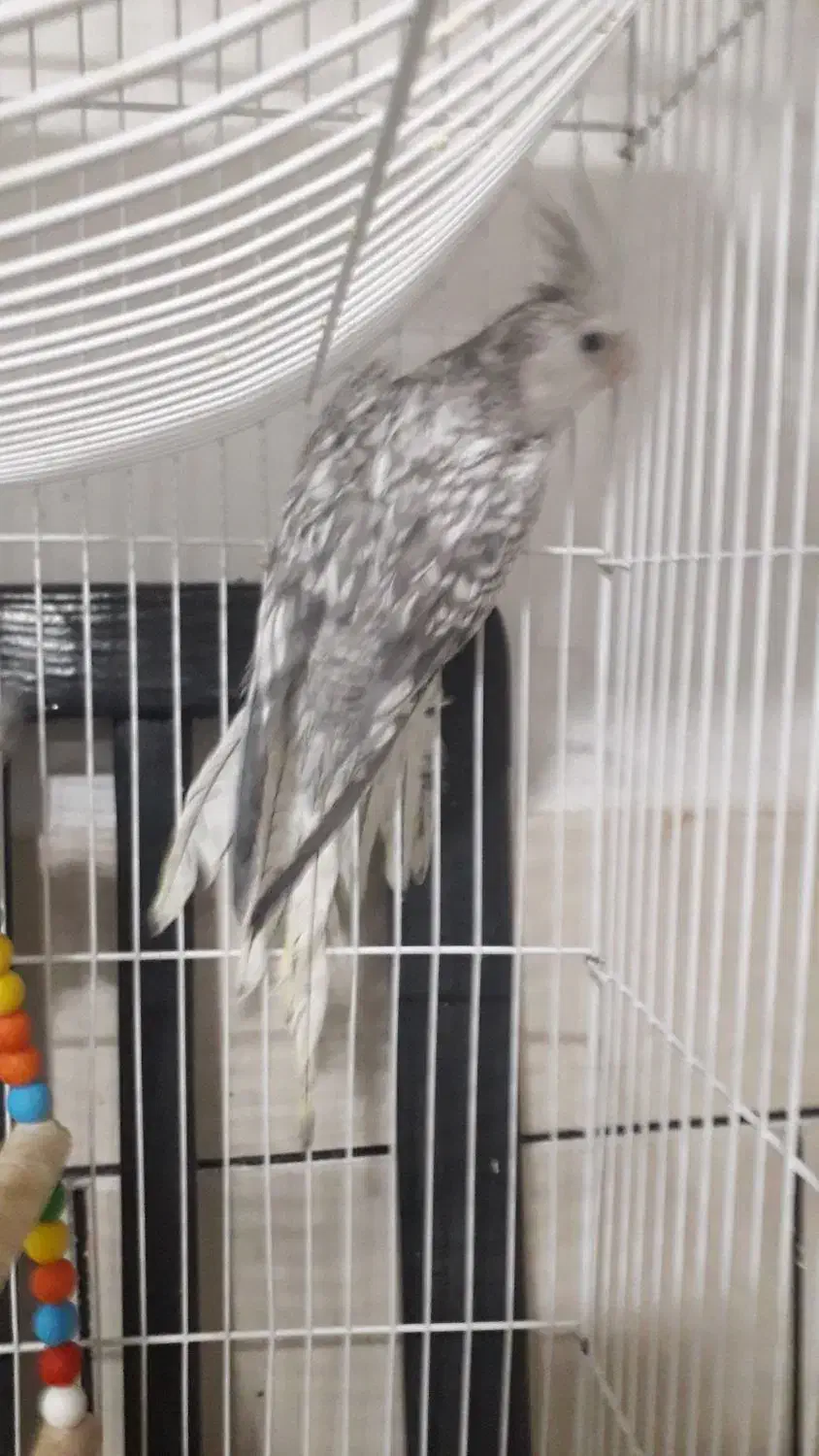 فروش عروس|پرنده|لار, |دیوار