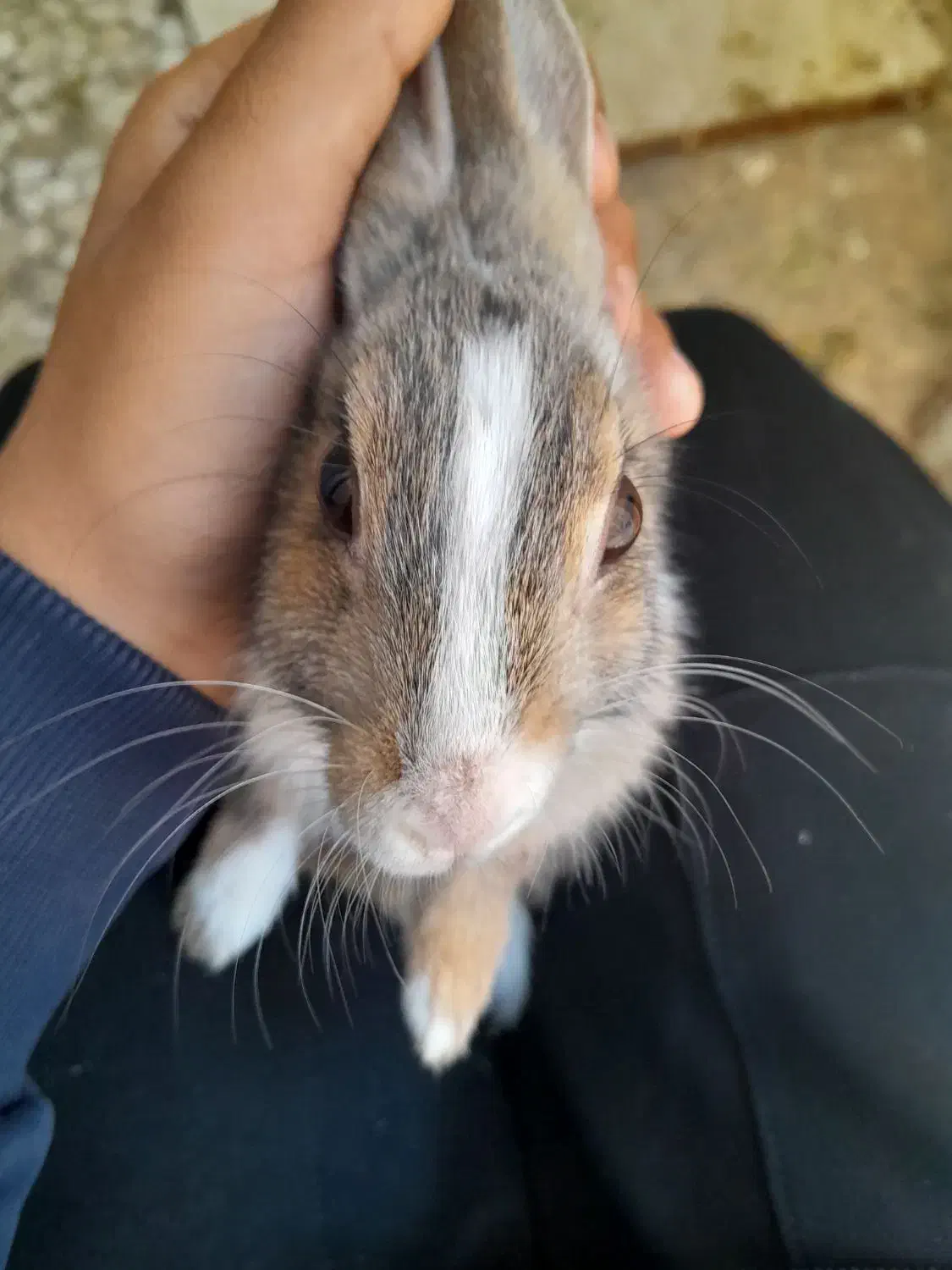 خرگوش|موش و خرگوش|زرندیه, |دیوار