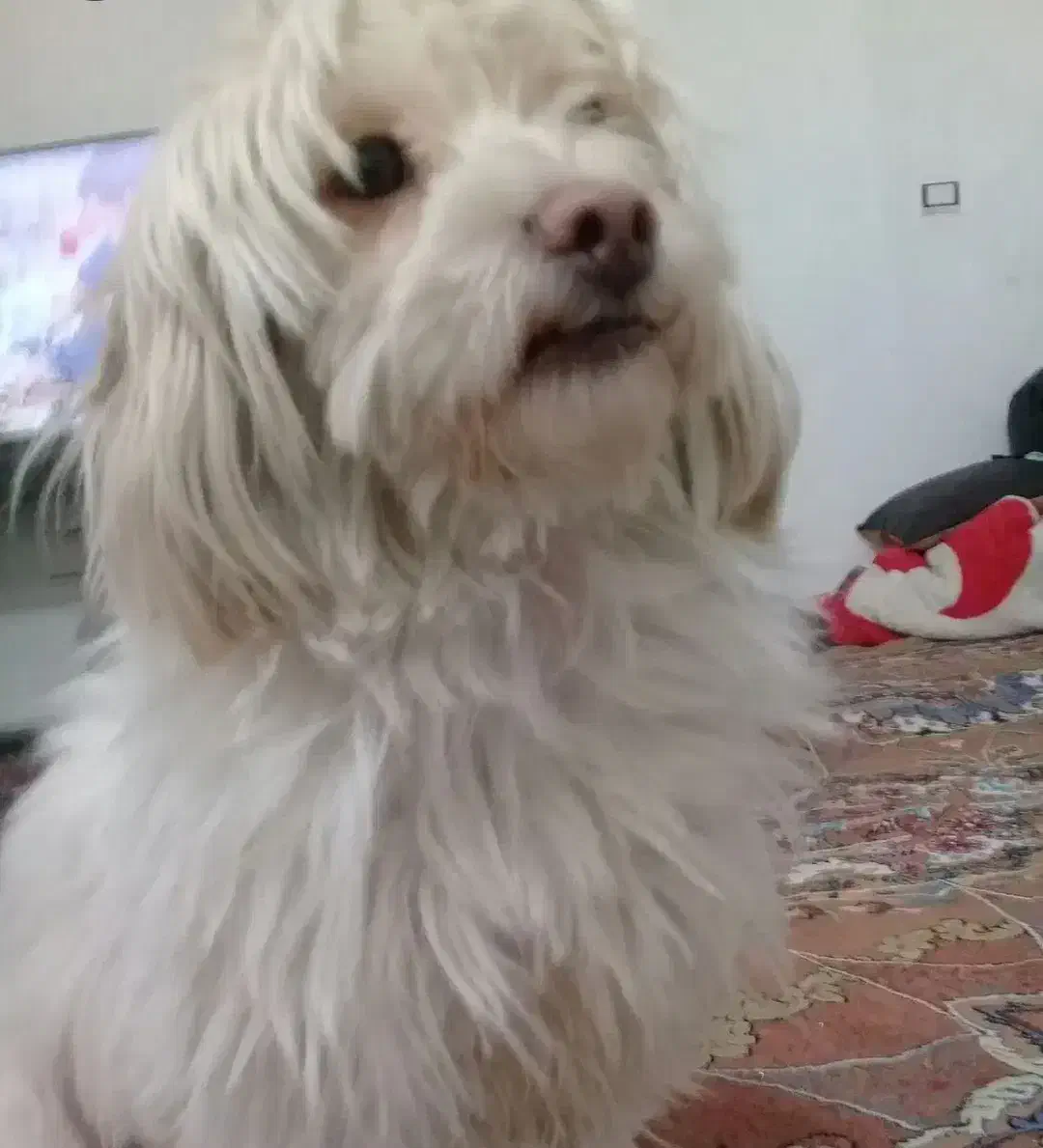 سگ گمشده|حیوانات|آق قلا, |دیوار