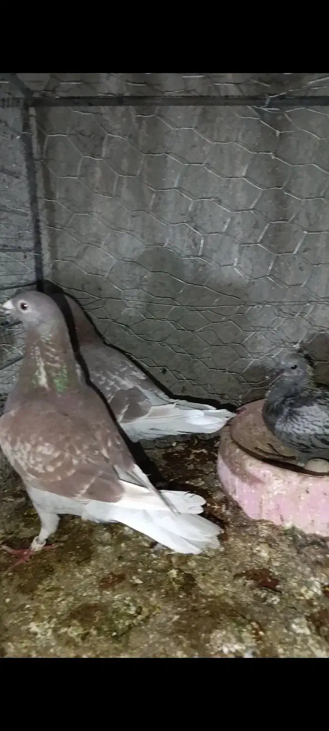 قوره ای|پرنده|بیرجند, |دیوار