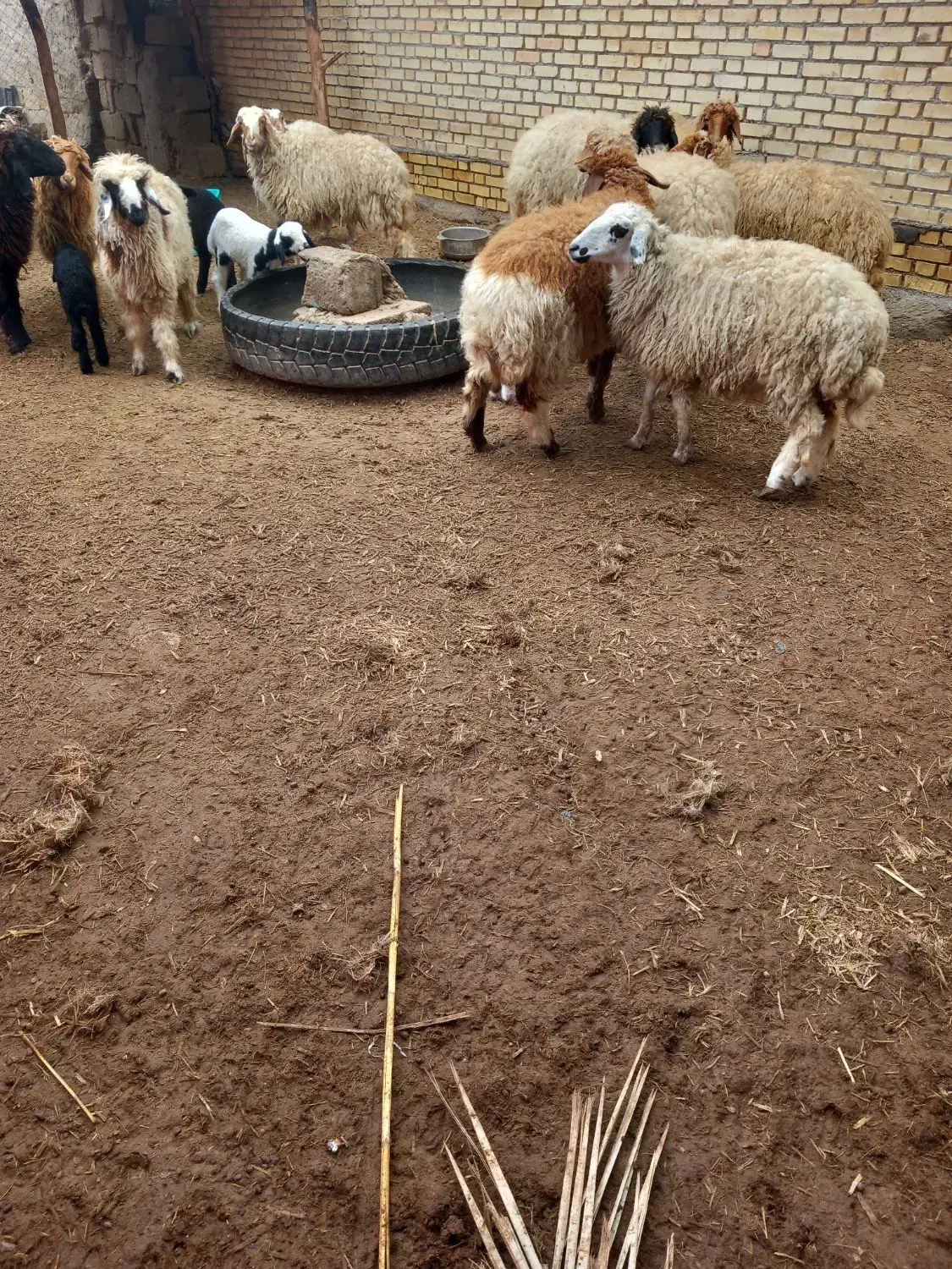 گوسفند|حیوانات مزرعه|خرمشهر, |دیوار