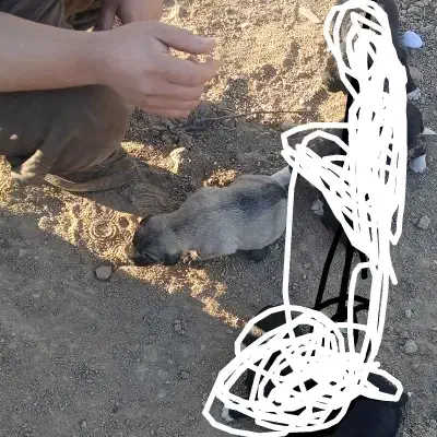 واگذاری توله سگ ماده|سگ|اهر, |دیوار