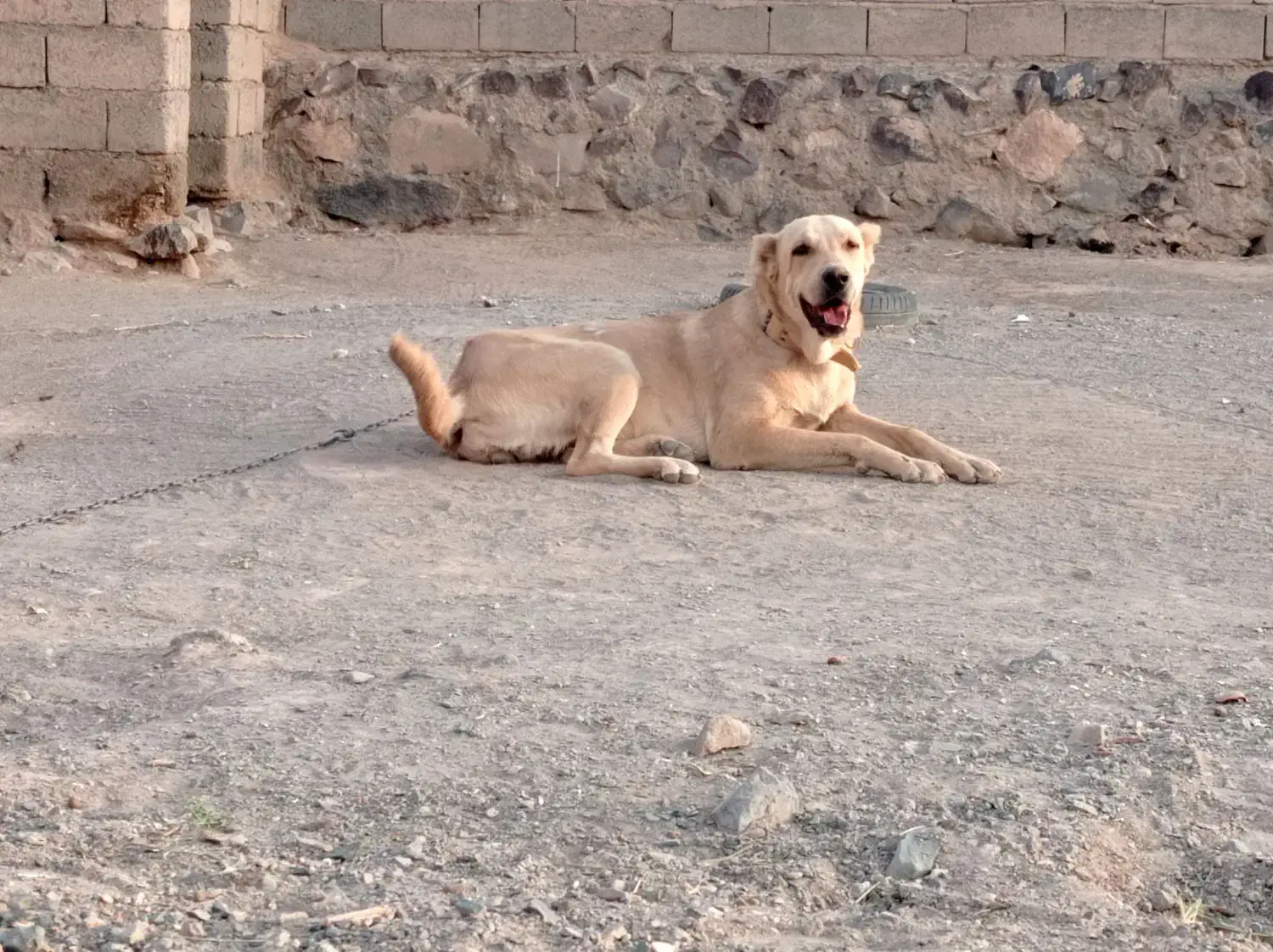 ماده سگ|سگ|مود, |دیوار