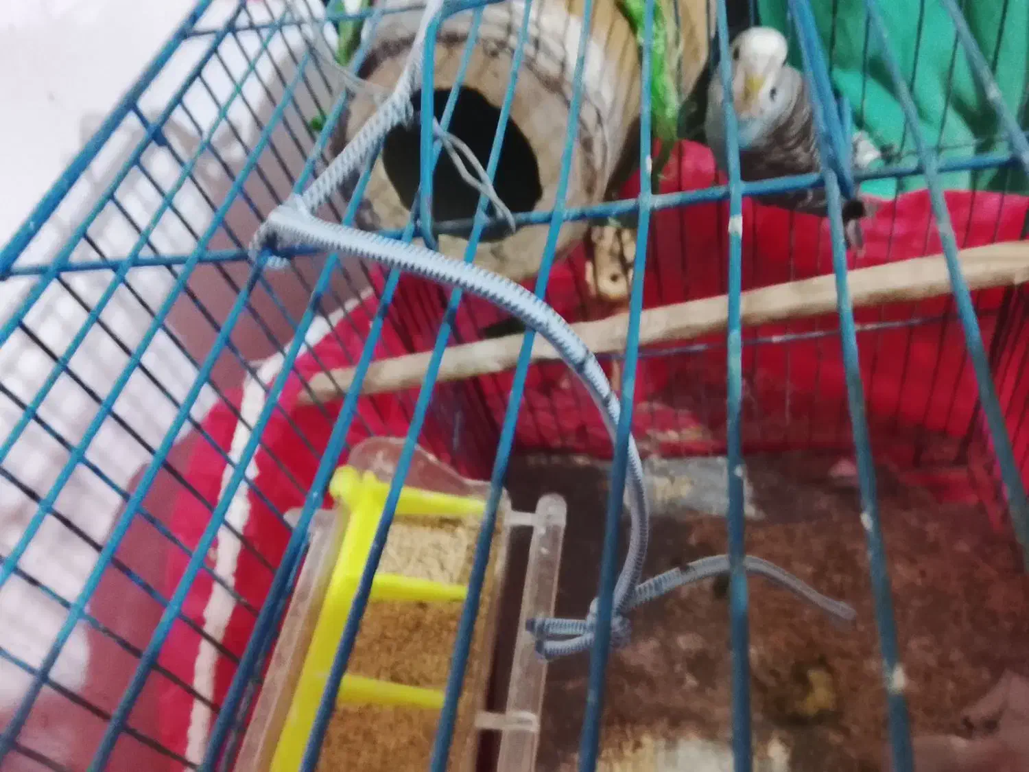 مرغ عشق با تخم|پرنده|گرگان, |دیوار