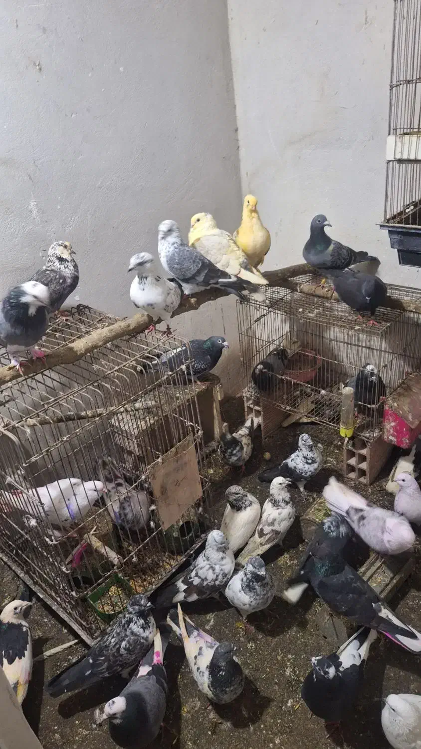 کبوتر پرشی ساعتی و زینتی بغدادی مسافتی|پرنده|بابل, |دیوار