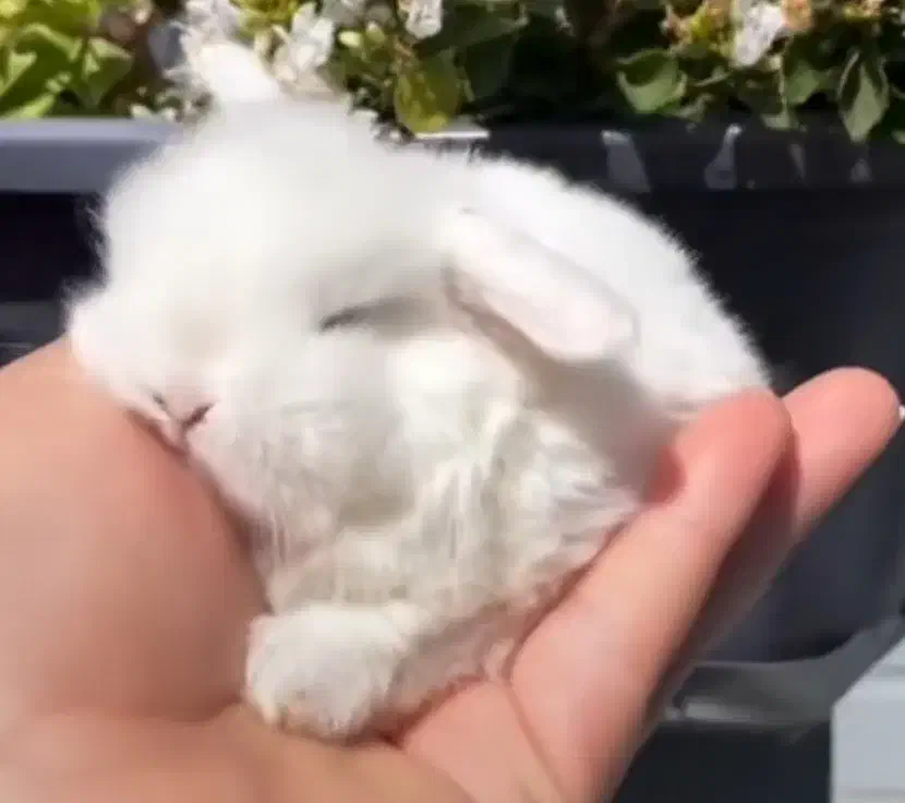 کلینیک تخصصی خرگوش مینی لوپ مینیاتوری با کارتکس|موش و خرگوش|اصفهان, جامی|دیوار