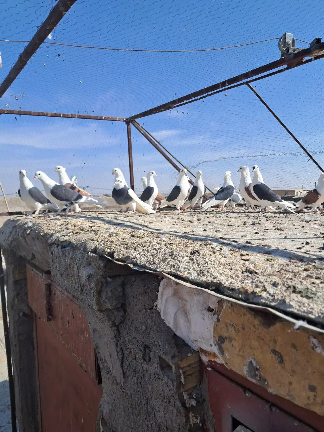 پشت سیاه پشت سرخ نر|پرنده|رفسنجان, |دیوار