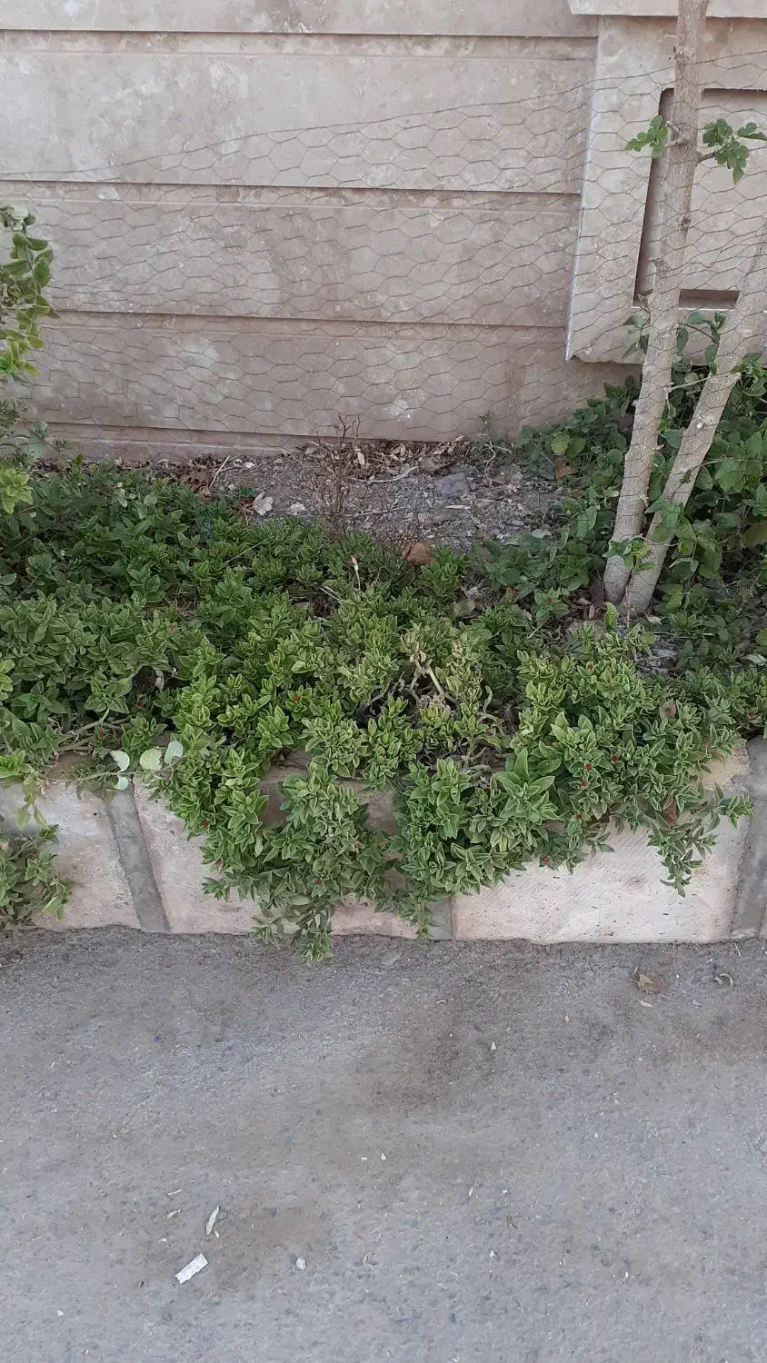 قلمه ناز|گل و گیاه طبیعی|محلات, |دیوار