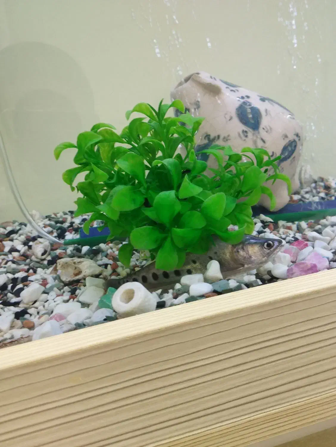 ماهی نایف|ماهی|تهران, آهنگران (سراسیاب دولاب)|دیوار