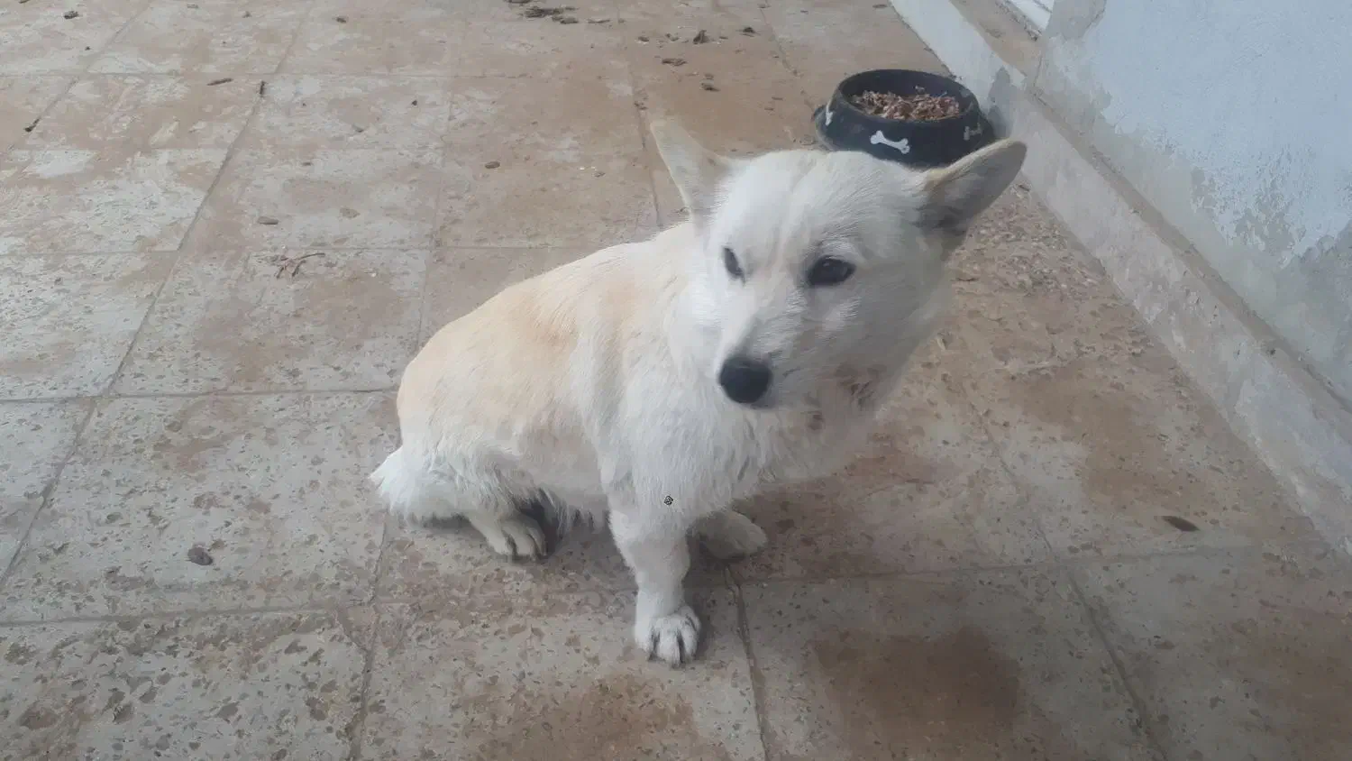 سگ پا کوتاه اشپیدز ماده|سگ|محمدشهر, محمدشهر|دیوار