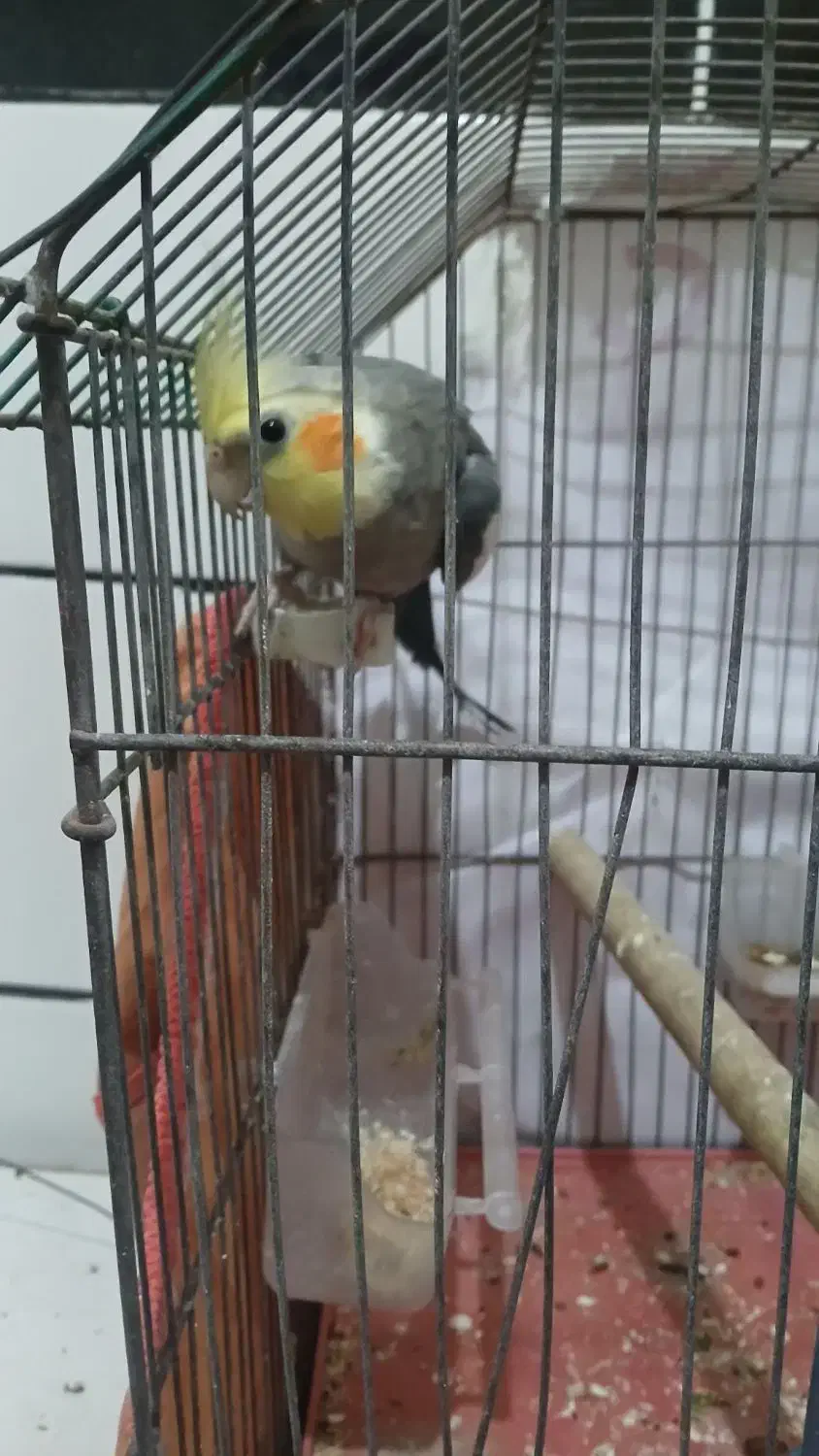 فروش یک نر جوان و سرحال  حدود ۱۰ ماهه|پرنده|بهبهان, |دیوار