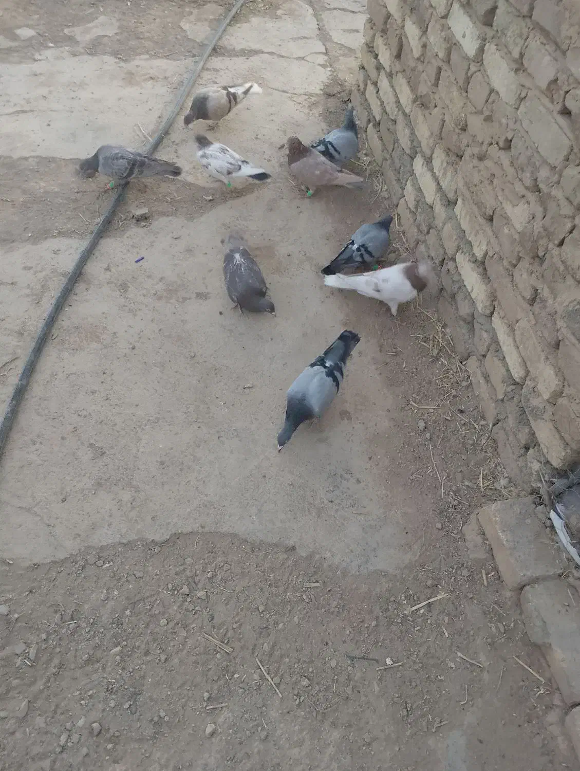 ۹تا کفتر پرشی دانه 170|پرنده|بشاریات, |دیوار