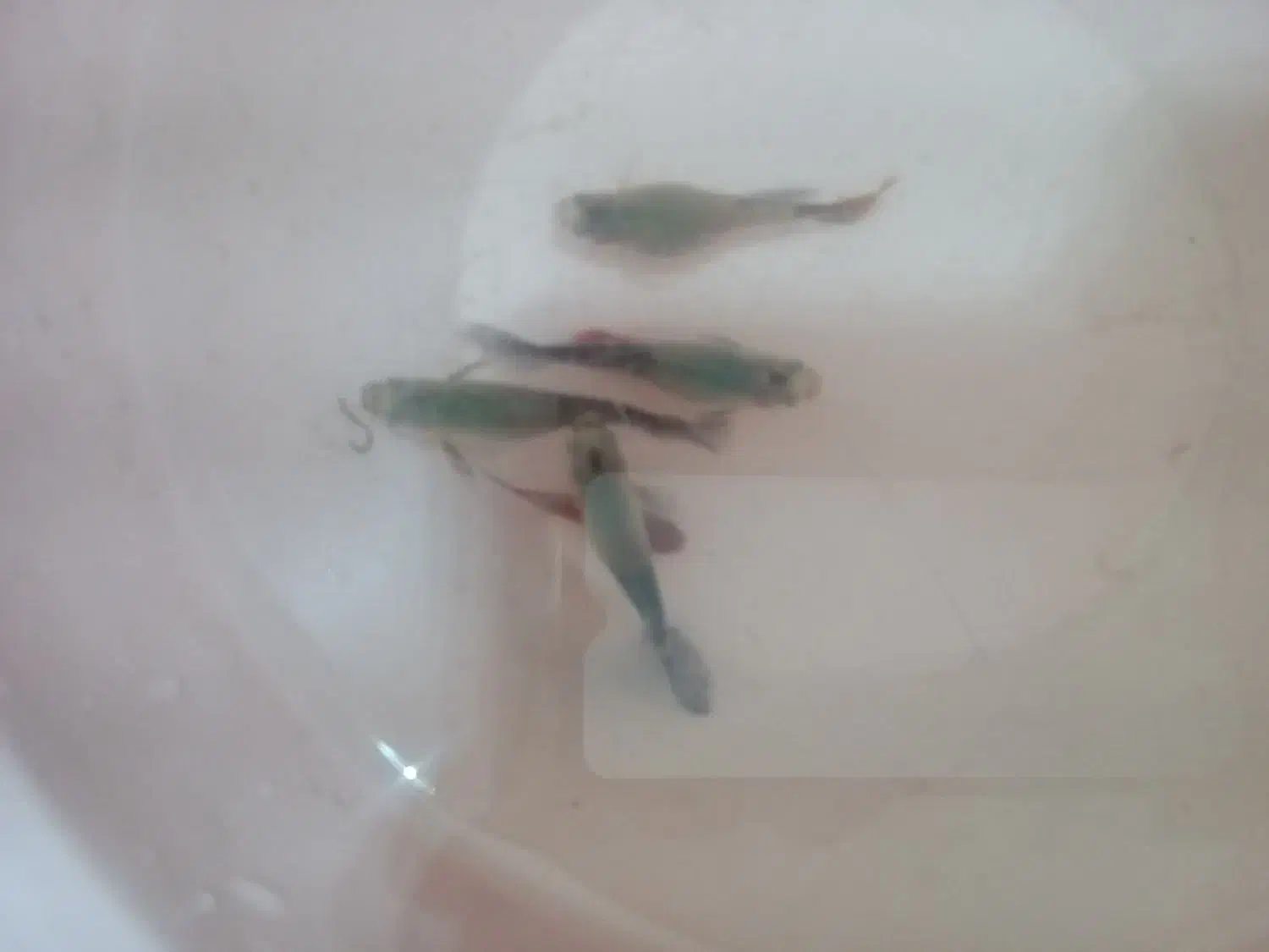 ماهی گپی و آلبالویی|ماهی|مشهد, الهیه|دیوار