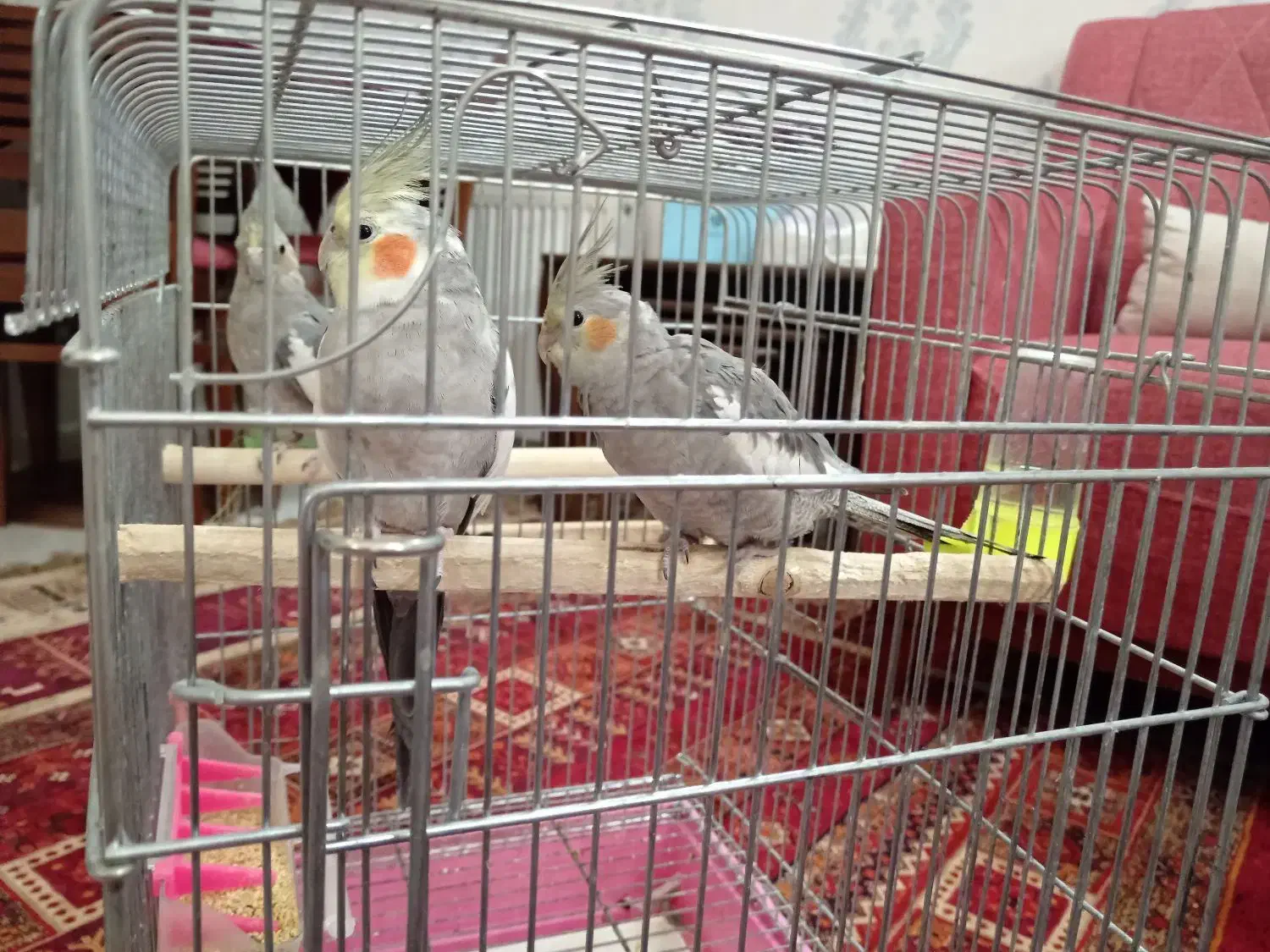 یک جفت عروس هلندی به همراه یک جوجه|پرنده|مشهد, جانباز|دیوار