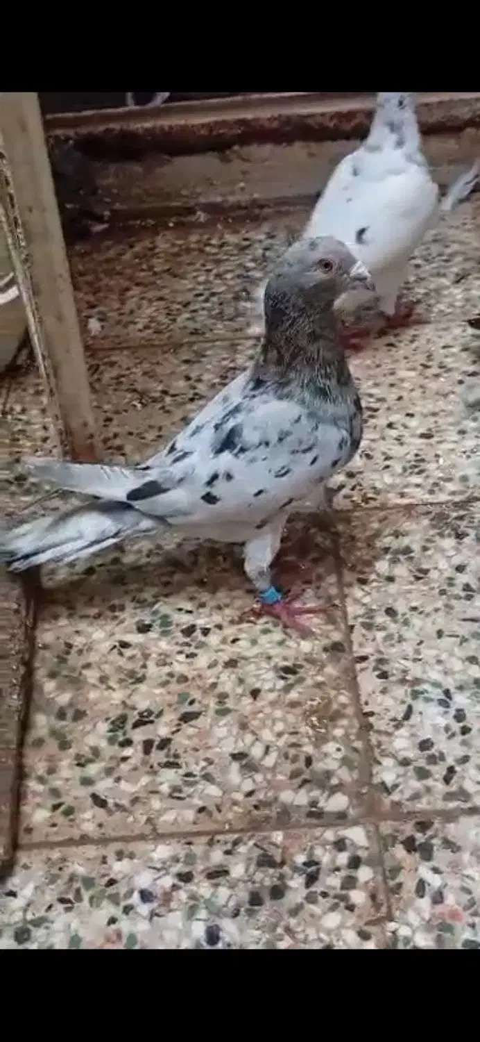 پرنده|پرنده|اهواز, معین زاده|دیوار