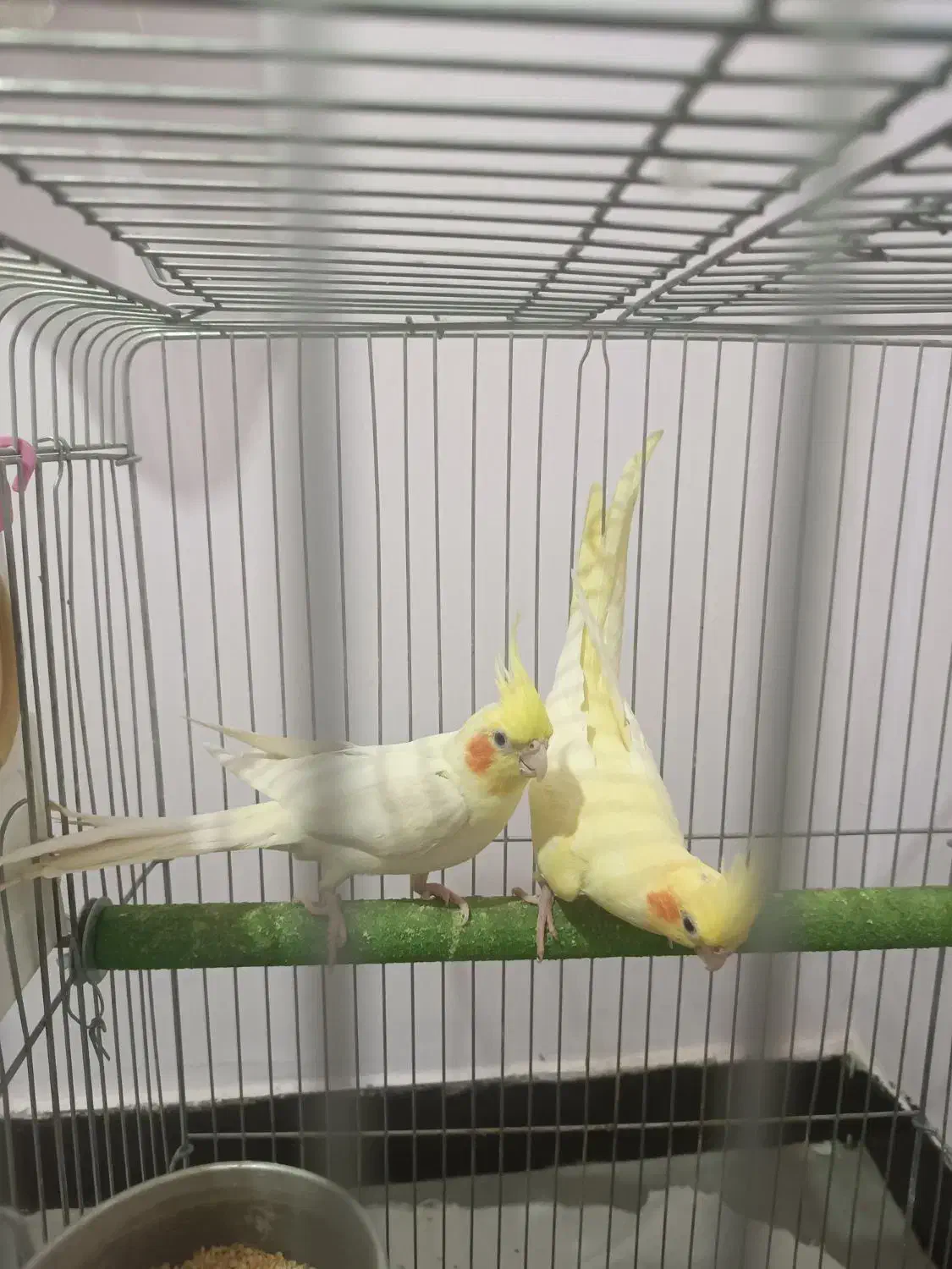 طوطی ملنگو و عروس هلندی|پرنده|بروجرد, |دیوار