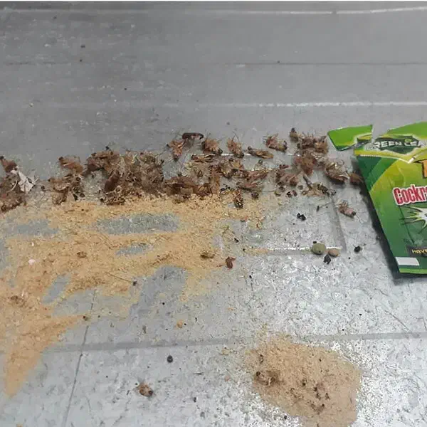 سم سوسک مورچه موش برسودا گرین لیف آشپزخانه کابینت|لوازم نظافت|کازرون, |دیوار