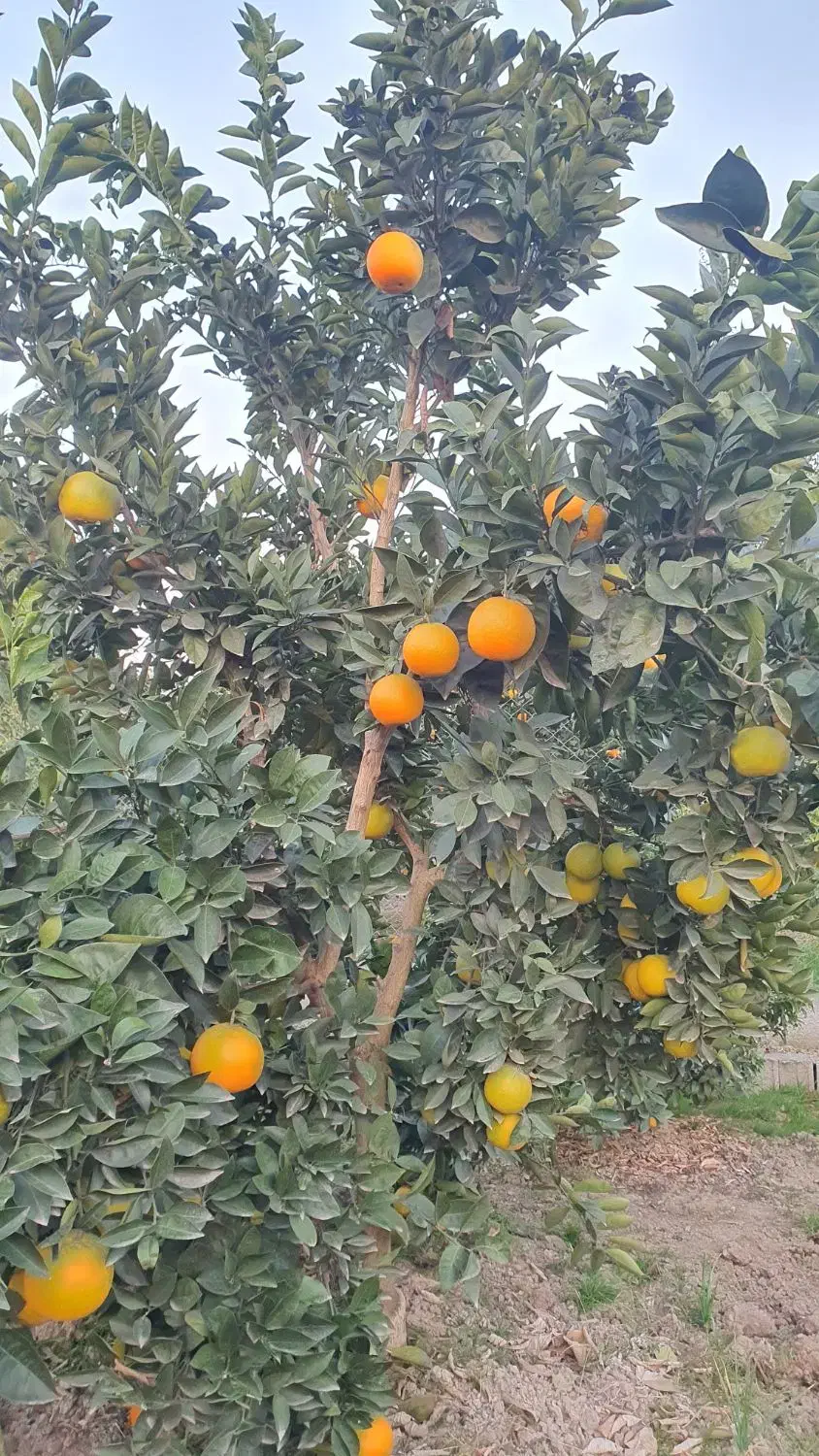 تامسون برگی با کیفیت|عمدهفروشی|قائمشهر, |دیوار