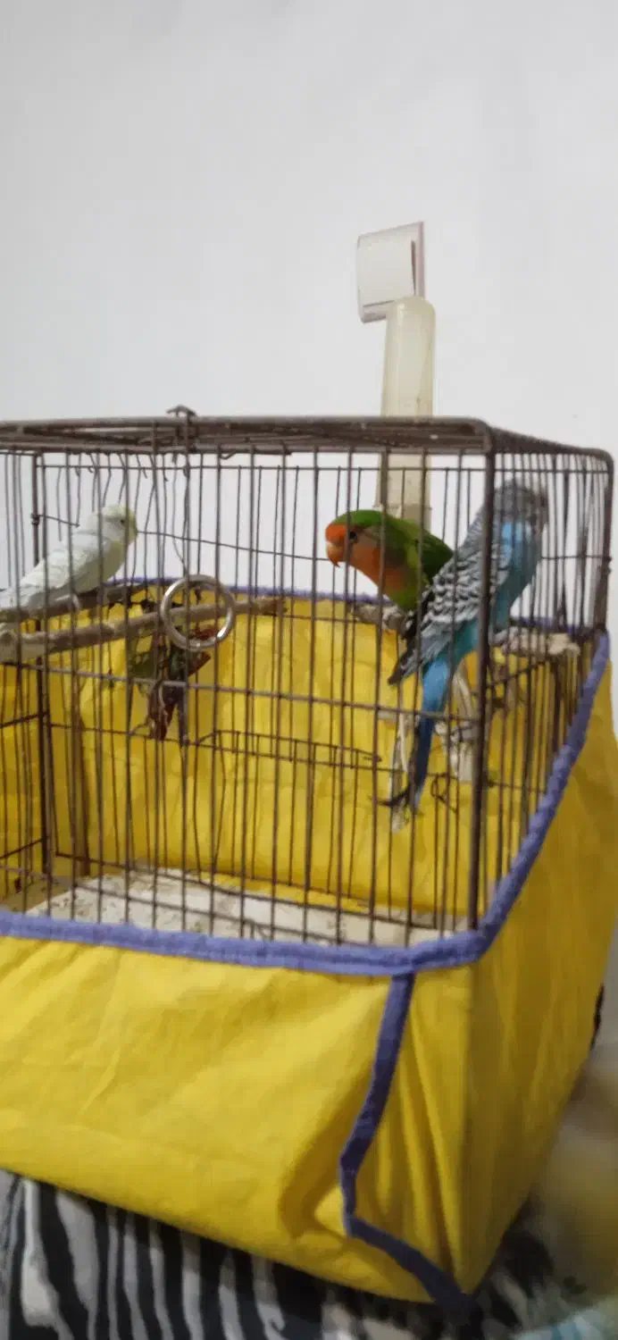 طوطی برزیلی و مرغ عشق|پرنده|سنگر, |دیوار