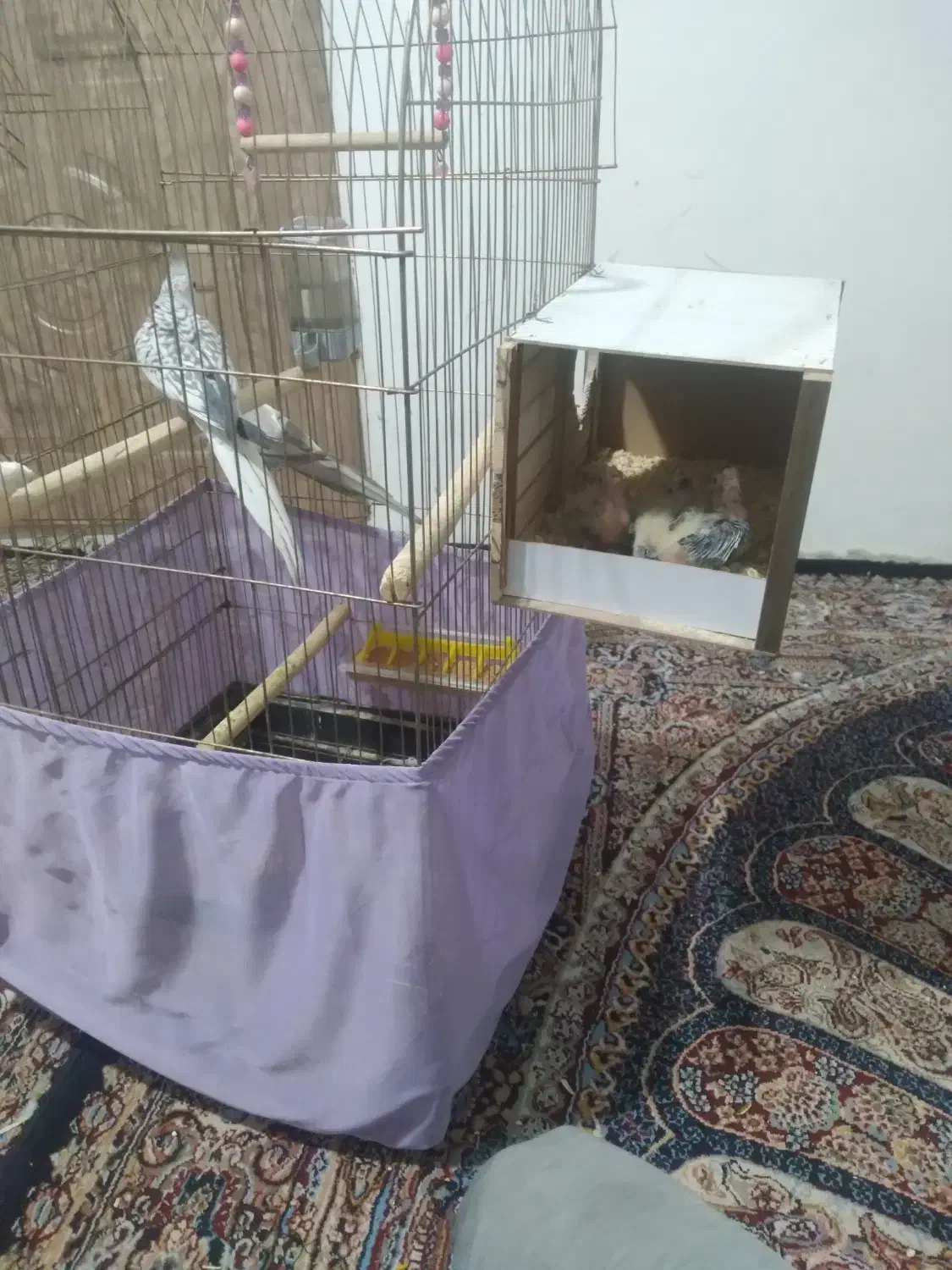 ی جفت عروس هلندی مولد دستی مولد با ۳تا جوجه|پرنده|پاکدشت, پاکدشت (مامازند)|دیوار