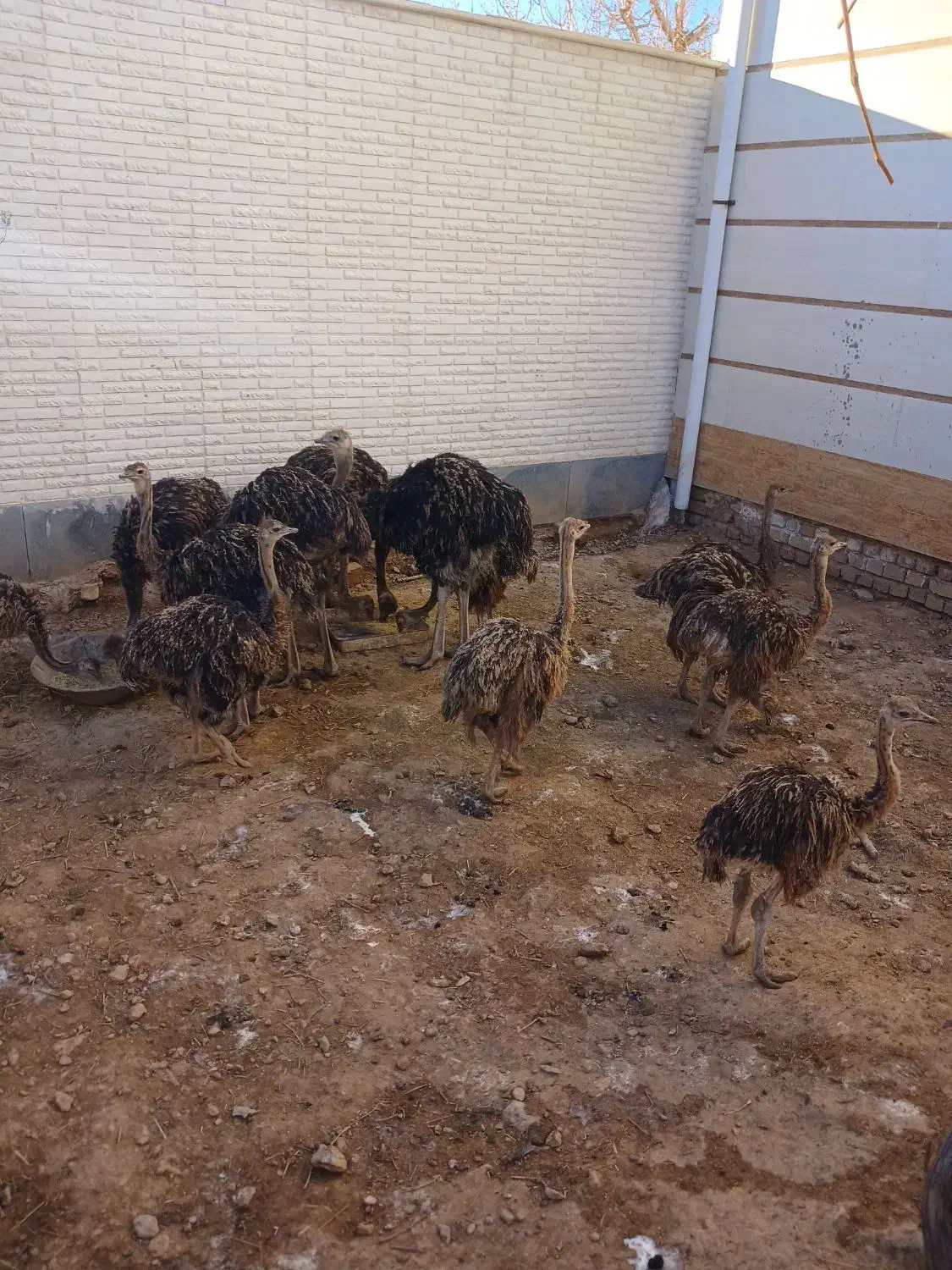 شترمرغ درهمدلن|حیوانات مزرعه|قزوین, |دیوار