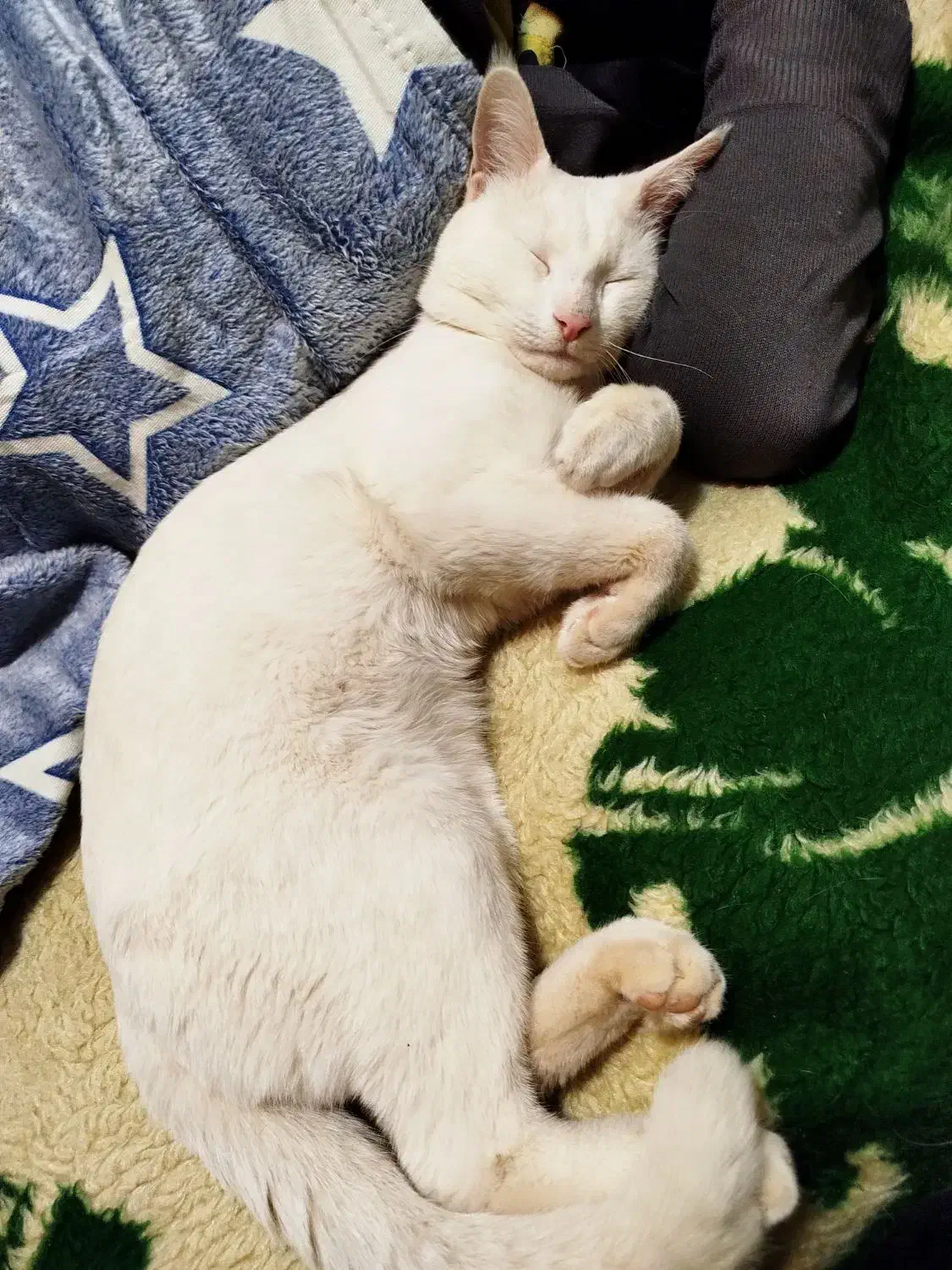 گربه پرشین اسکاتیش|گربه|فردیس, شهرک ارم|دیوار