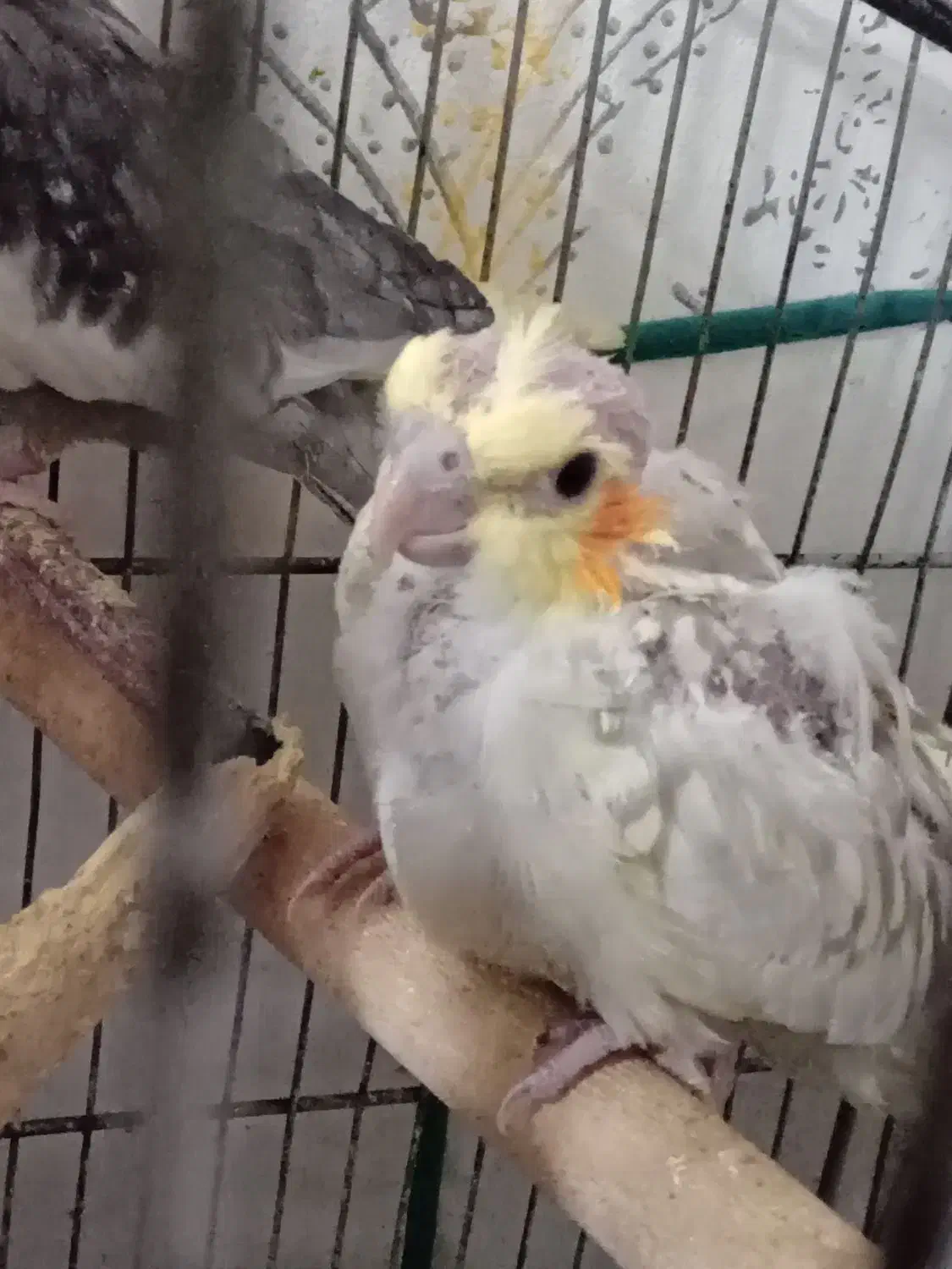 جوجه عروس هلندی|پرنده|الوند, |دیوار