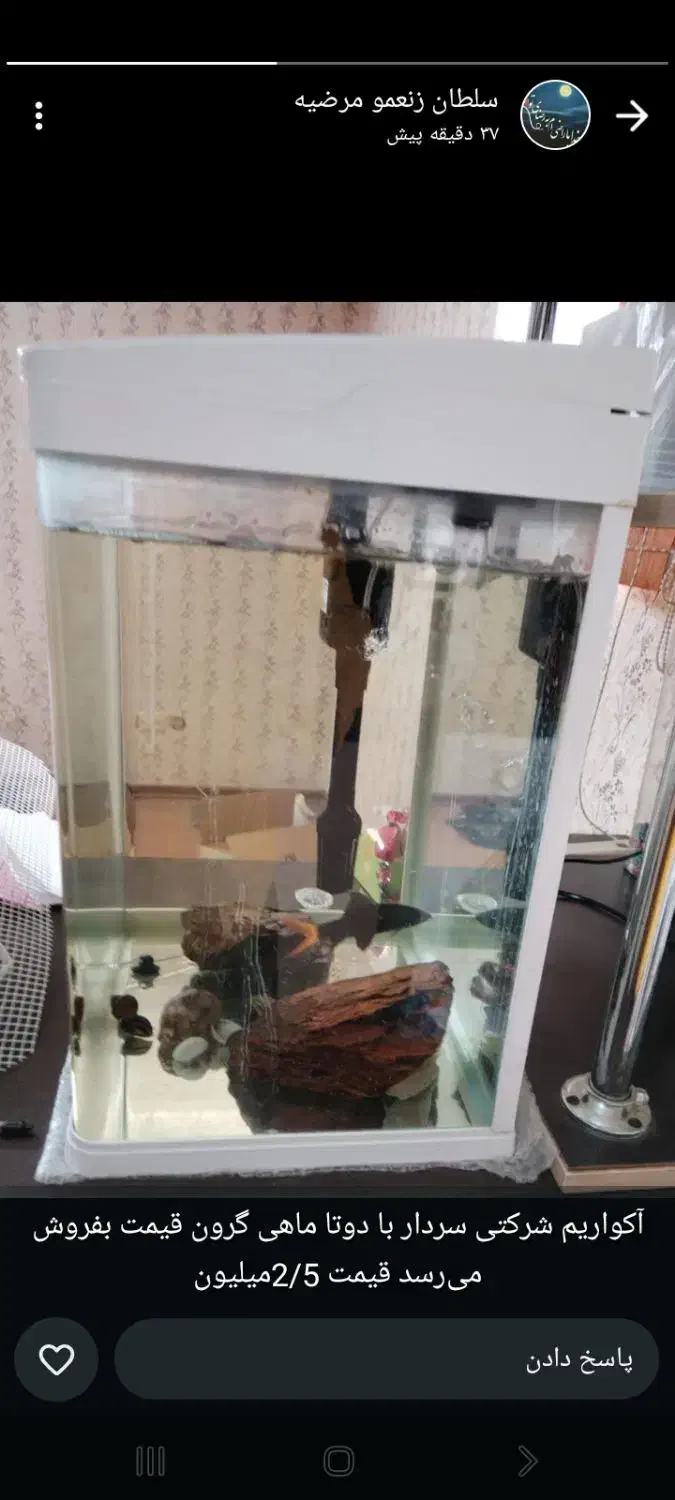 آکواریوم وماهی|ماهی|صدرا-فارس, فاز ۱|دیوار