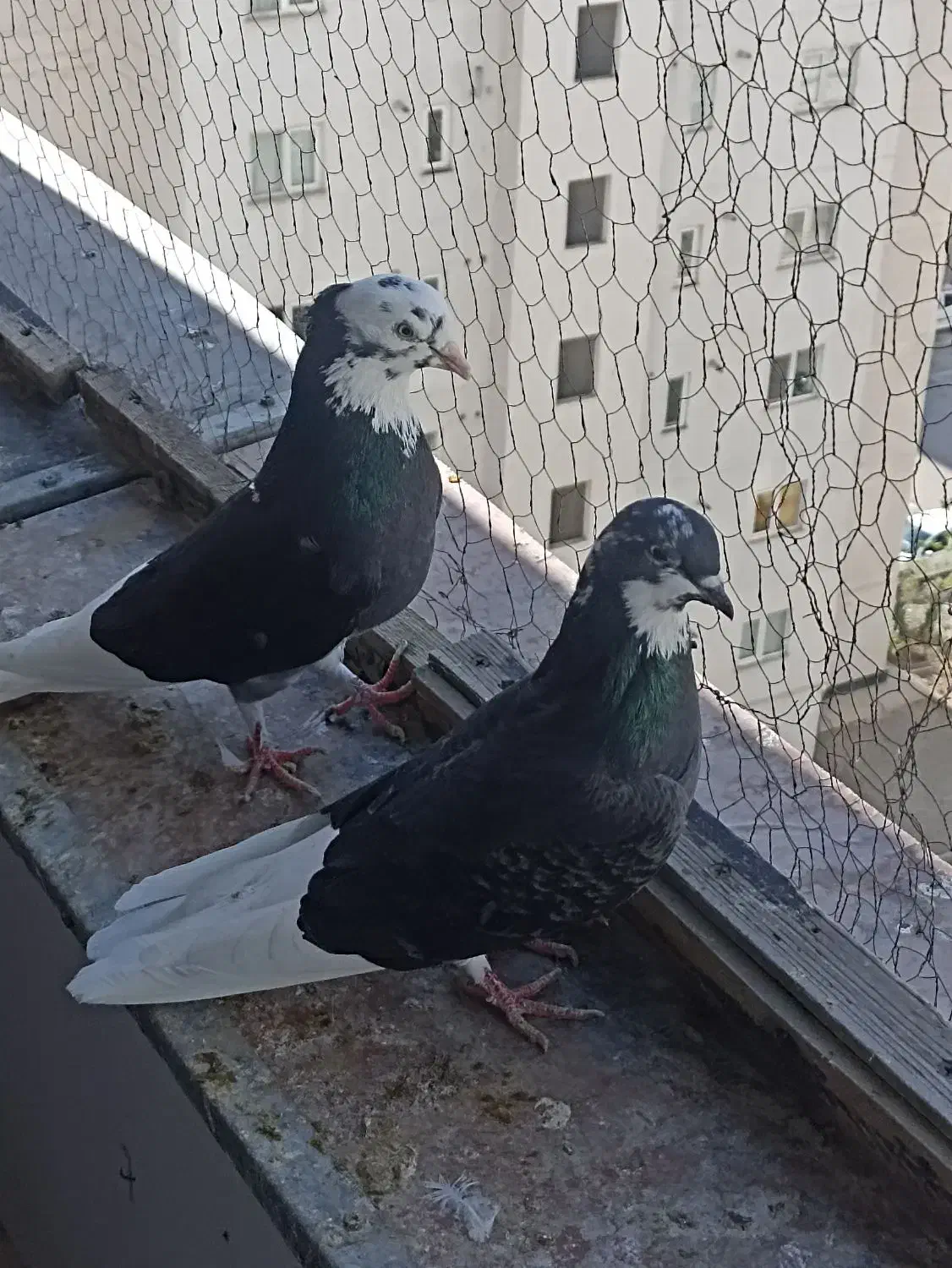 کبوتر پرشی|پرنده|پردیس, فاز ۱۱|دیوار