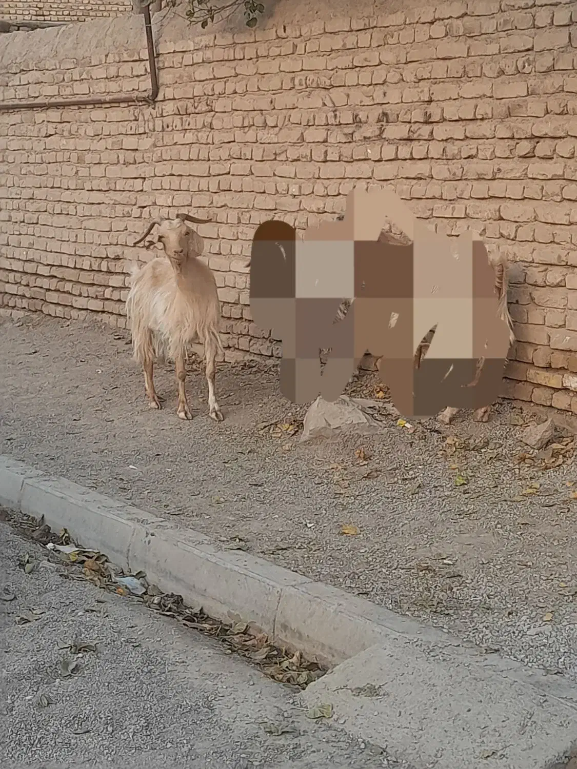 بز بز|حیوانات مزرعه|مشهد, شهید شهریاری|دیوار