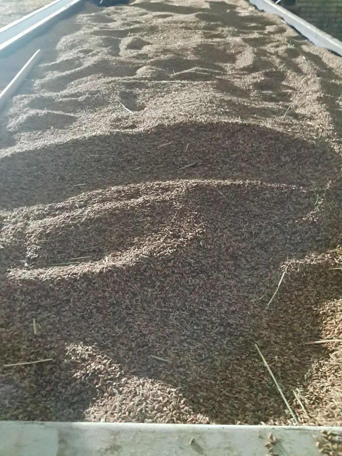 فروش شلتوک درجه یک|خوردنی و آشامیدنی|اهواز, دغاغله|دیوار