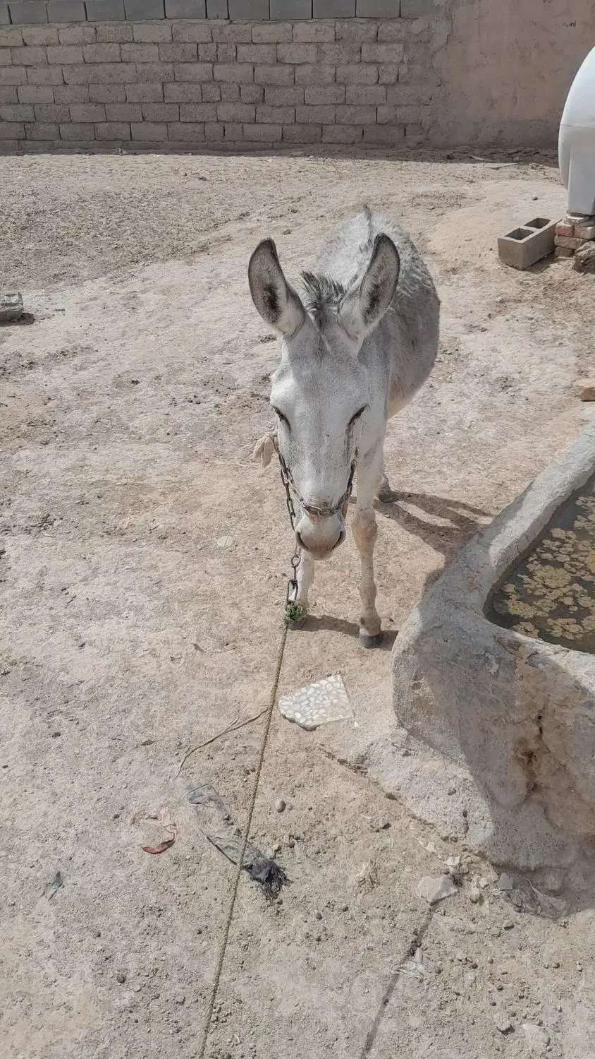 الاغ نر|حیوانات مزرعه|قرقری, |دیوار