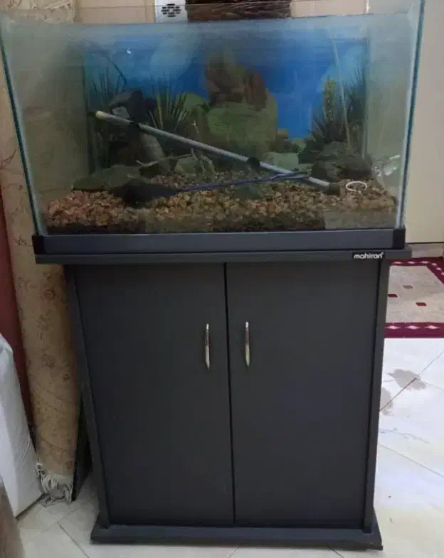 آکواریوم|ماهی|ری, اقدسیه|دیوار